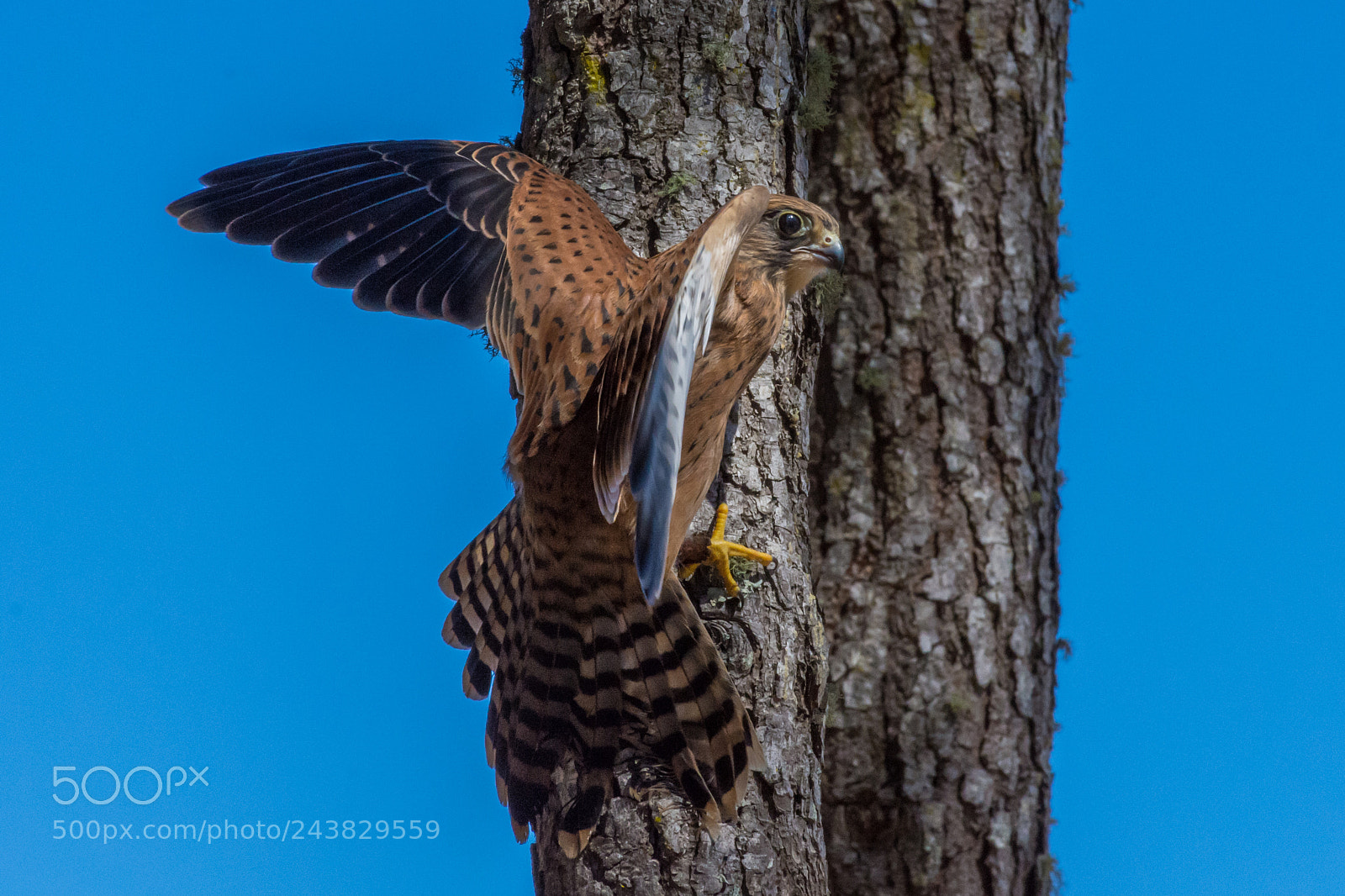 Nikon D7200 sample photo. Rock kestrel perched photography