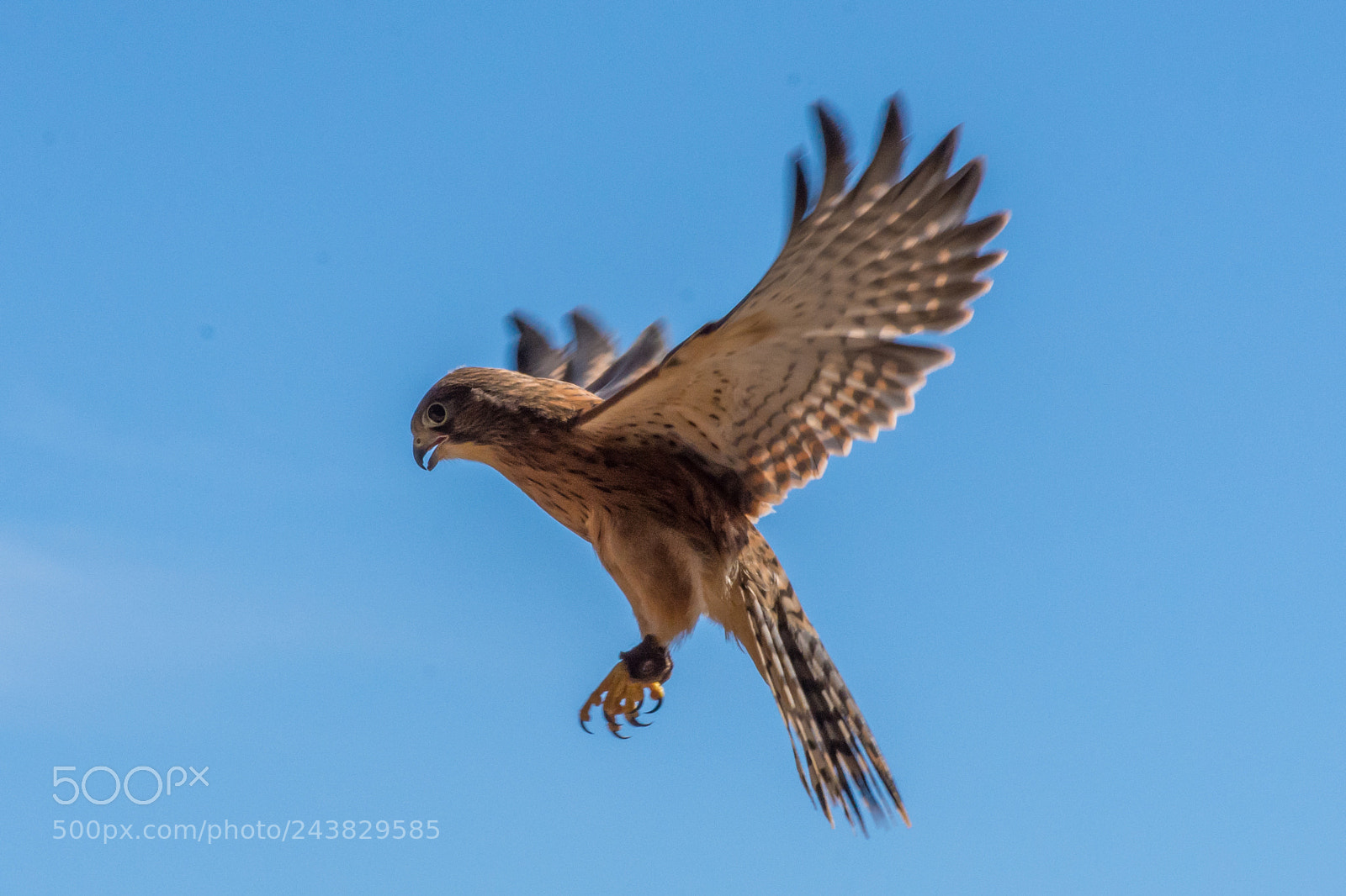 Nikon D7200 sample photo. Rock kestrel hovering photography