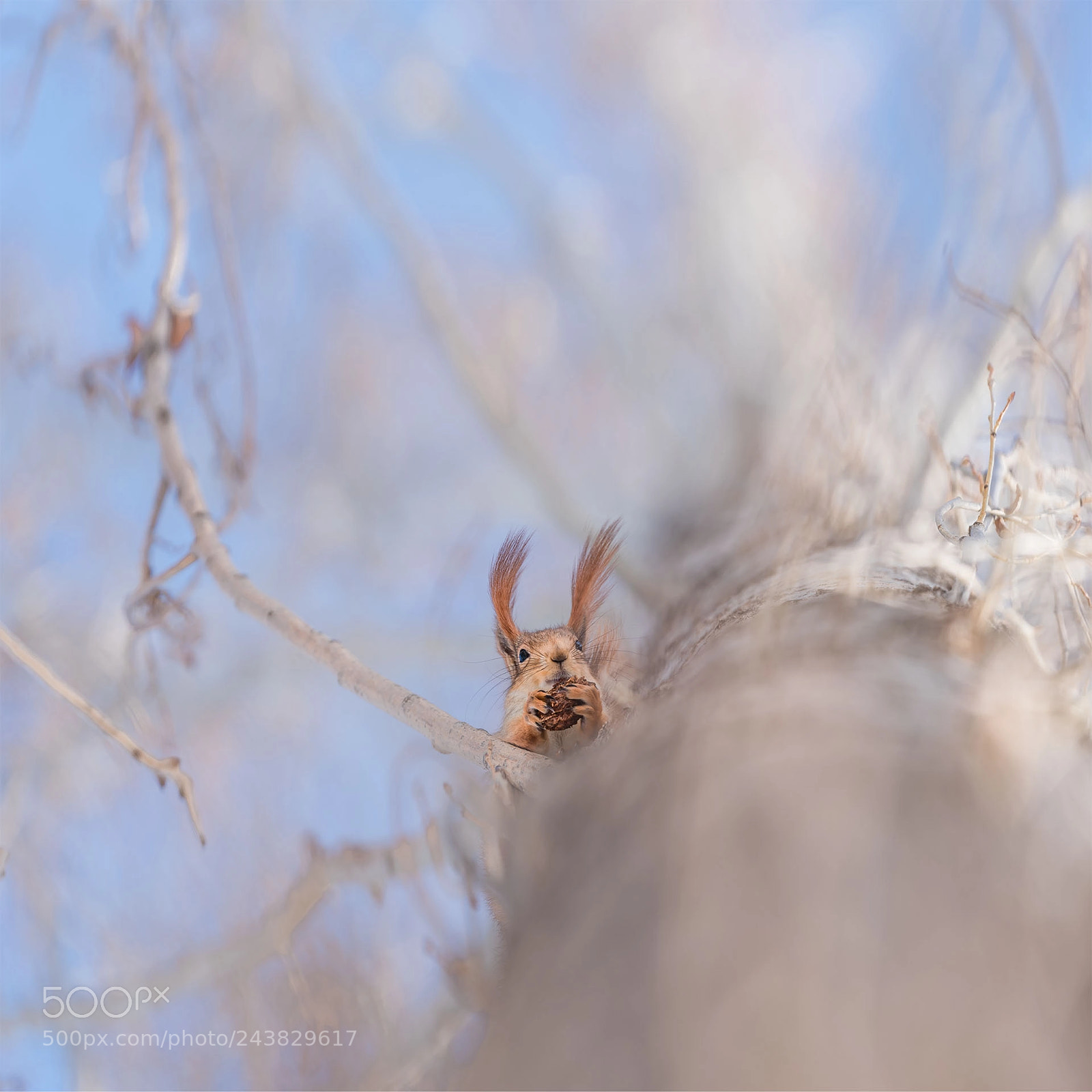 Sony a9 sample photo. 【杠一】树上精灵 photography
