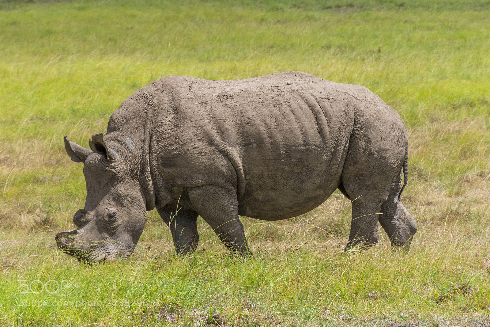 Nikon D7200 sample photo. White rhino photography