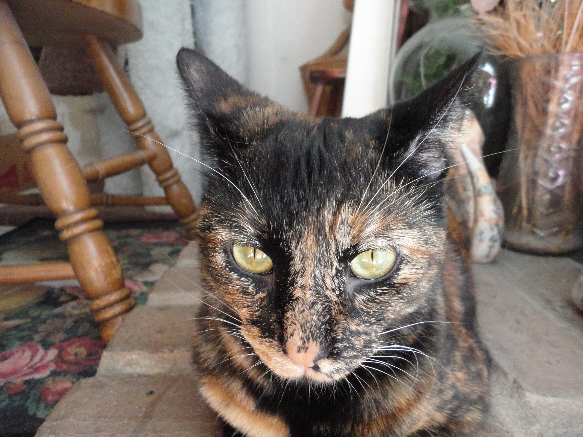 Sony Cyber-shot DSC-W560 sample photo. Our new tortoise-shell girl photography