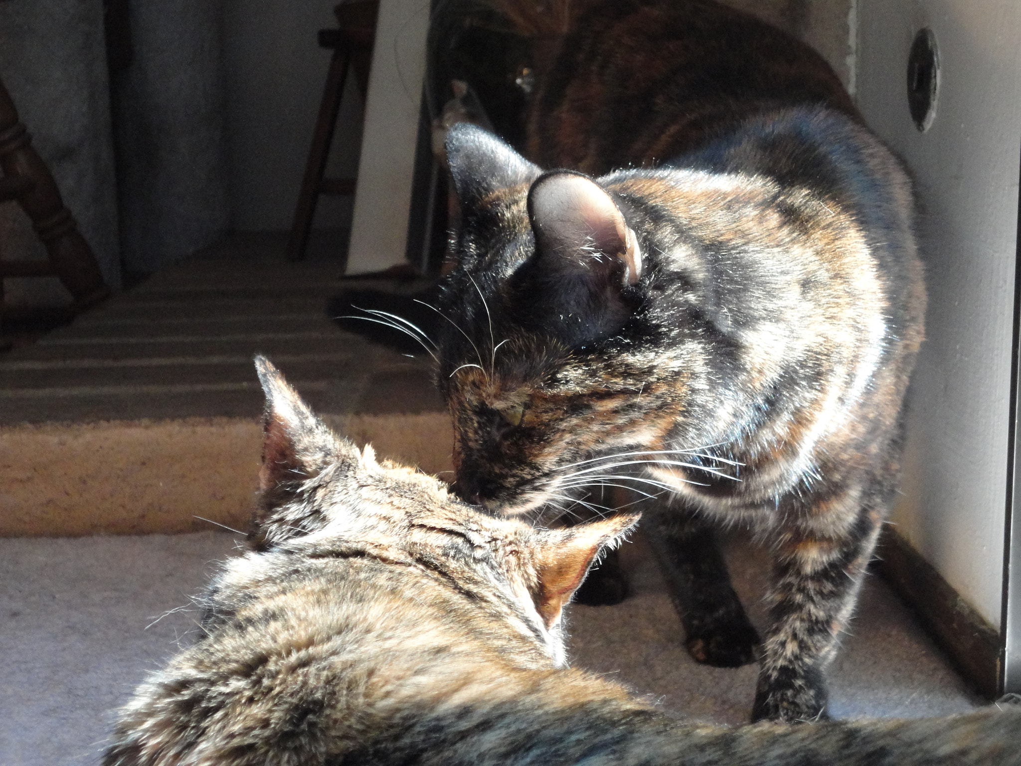Sony Cyber-shot DSC-W560 sample photo. Our tortoise-shell girls photography