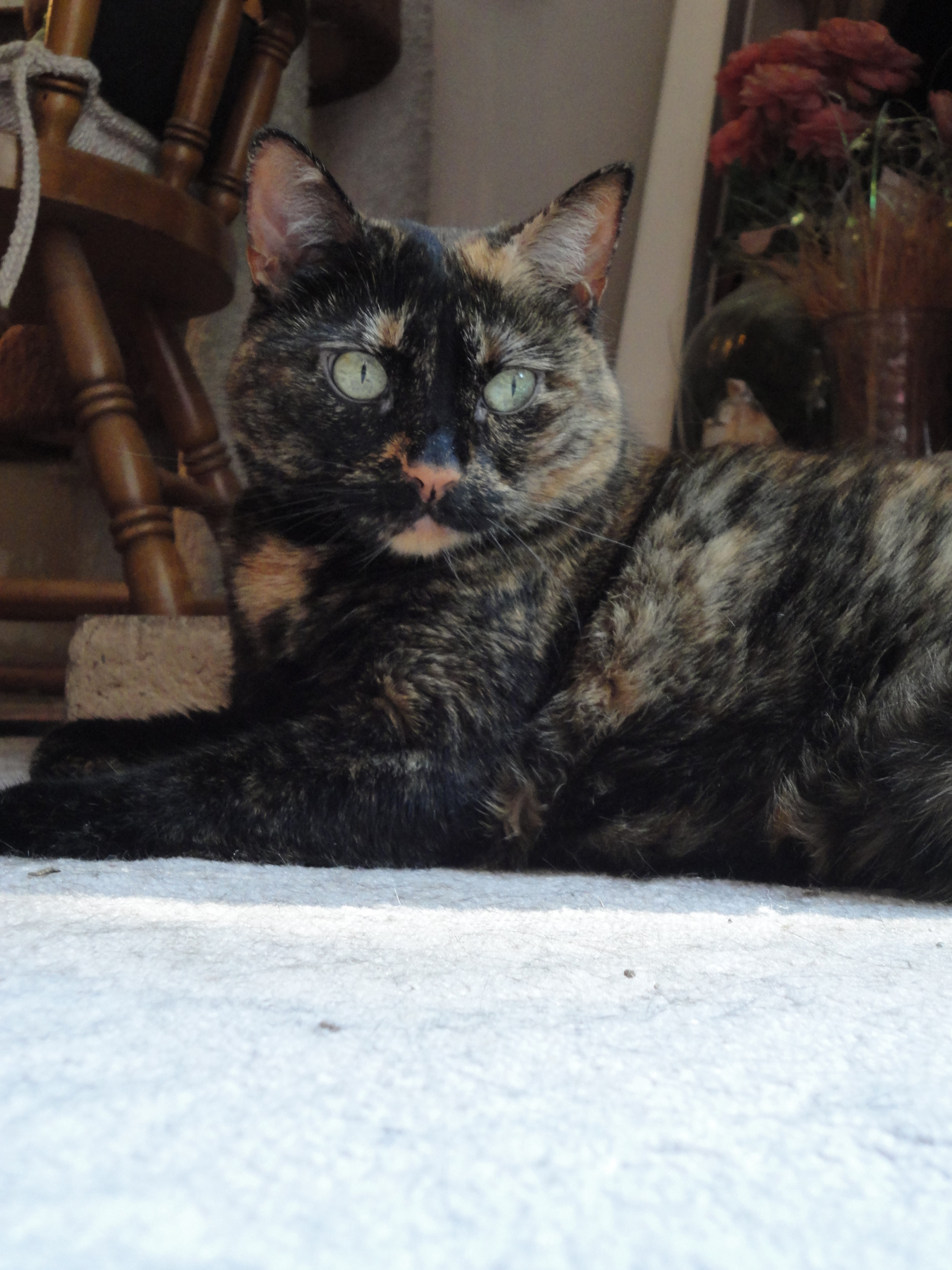 Sony Cyber-shot DSC-W560 sample photo. My tortoise-shell girl photography