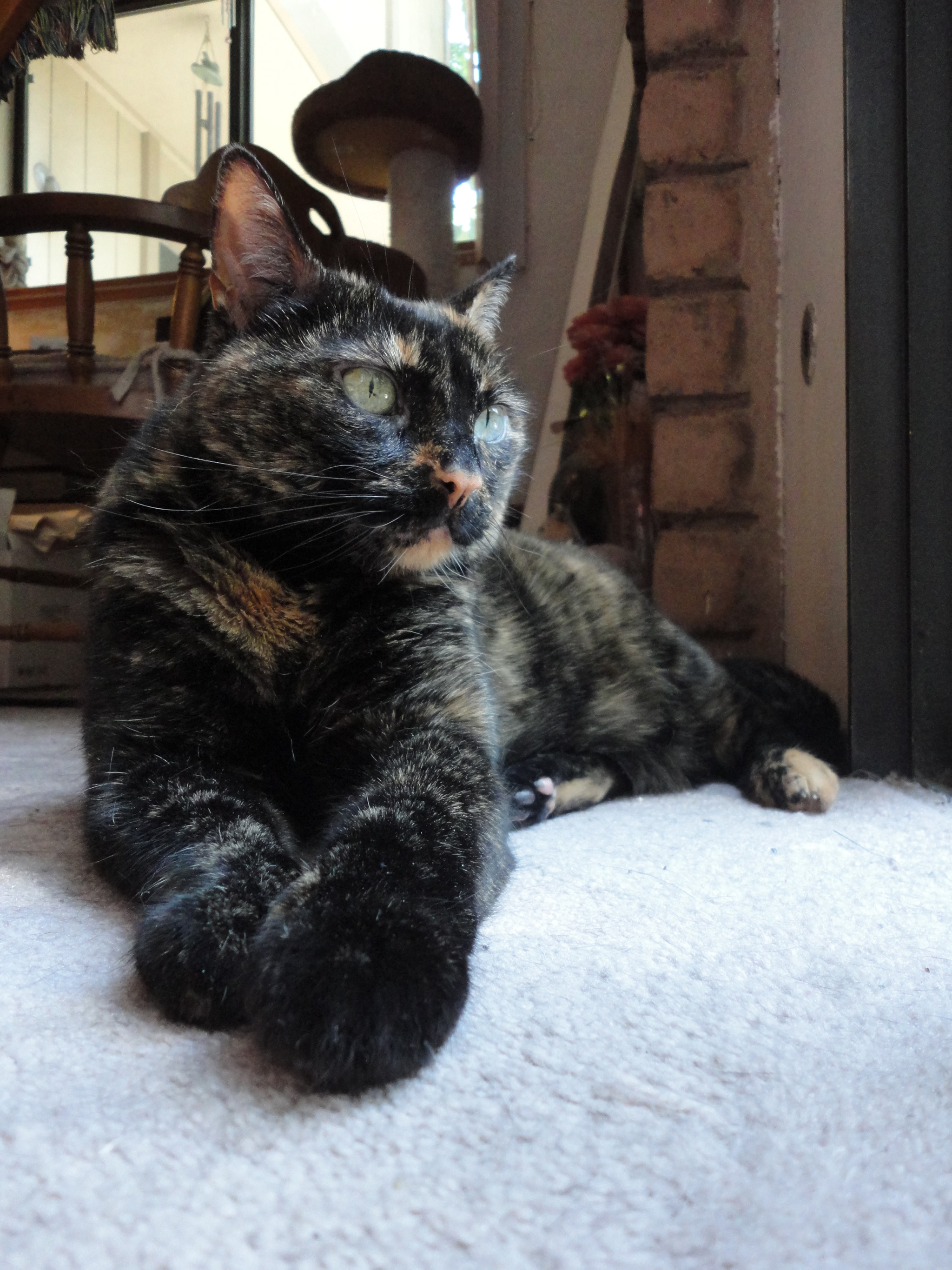 Sony Cyber-shot DSC-W560 sample photo. My tortoise-shell girl photography