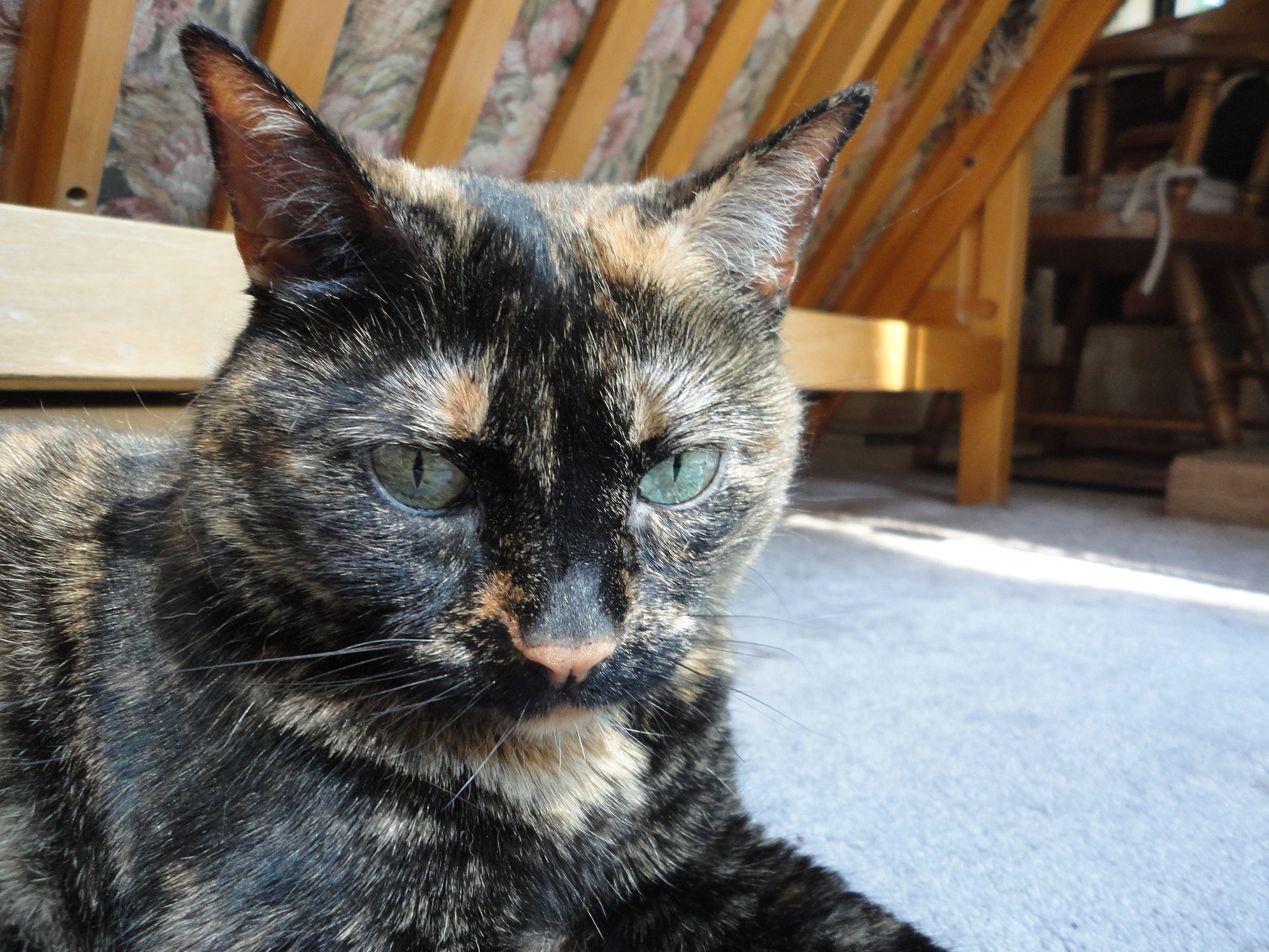 Sony Cyber-shot DSC-W560 sample photo. My tortoise-shell girl photography