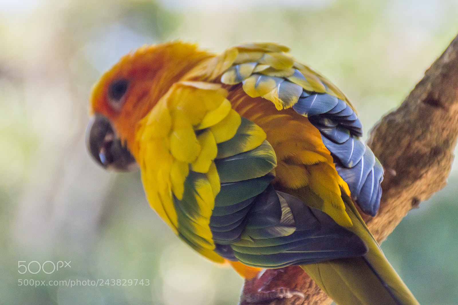 Nikon D7200 sample photo. Colorful lovebird photography