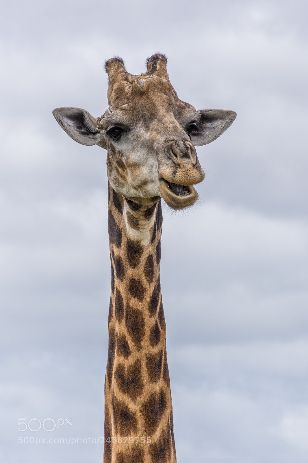 Nikon D7200 sample photo. Giraffe chews photography
