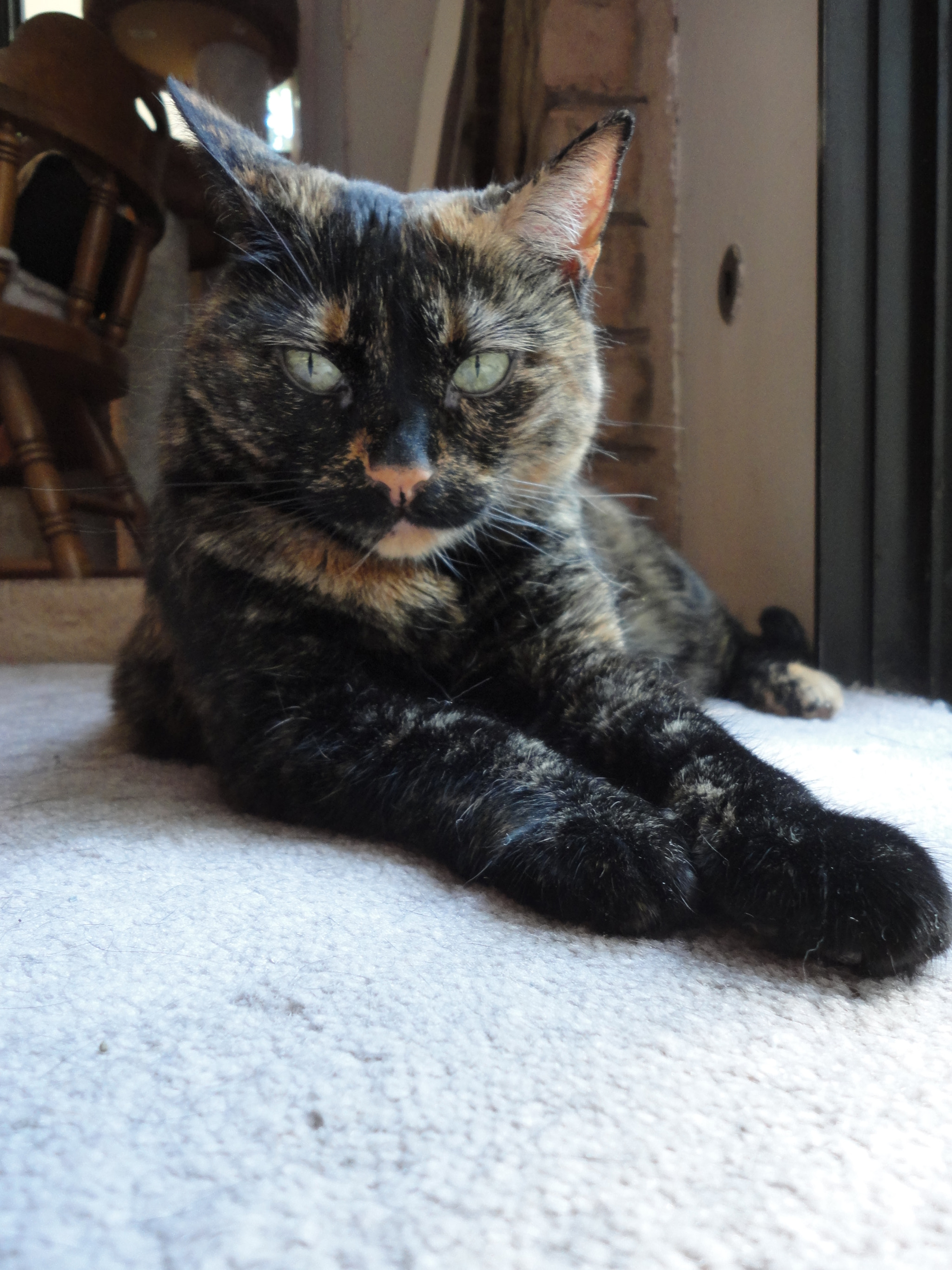 Sony Cyber-shot DSC-W560 sample photo. My tortoise-shell girl photography
