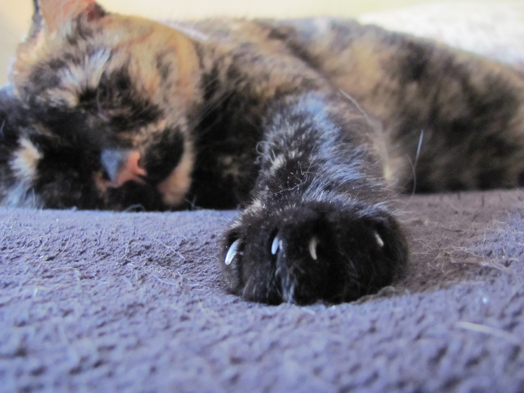 Canon PowerShot SX120 IS sample photo. My tortoise-shell girl photography