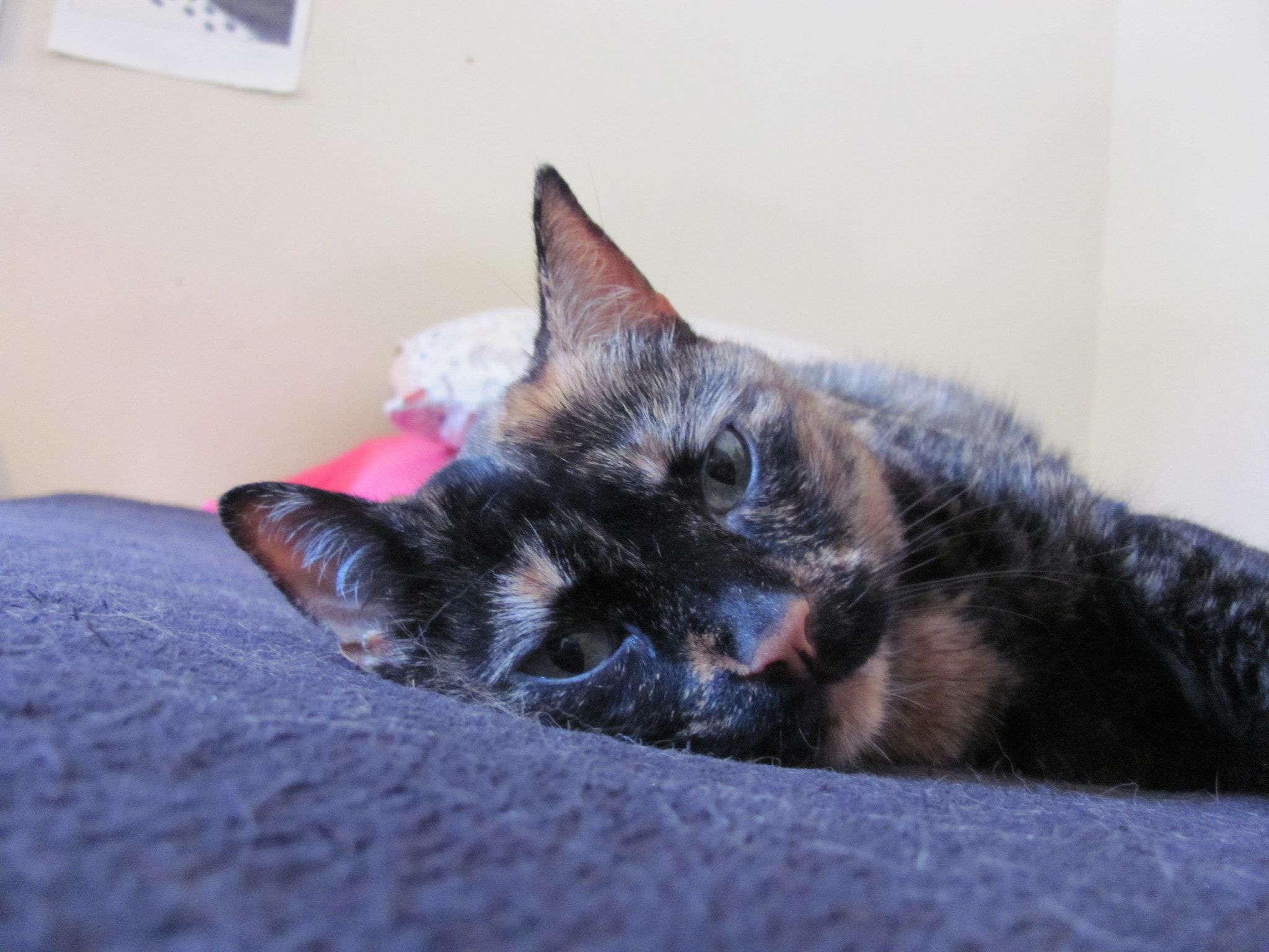 Canon PowerShot SX120 IS sample photo. My tortoise-shell girl photography
