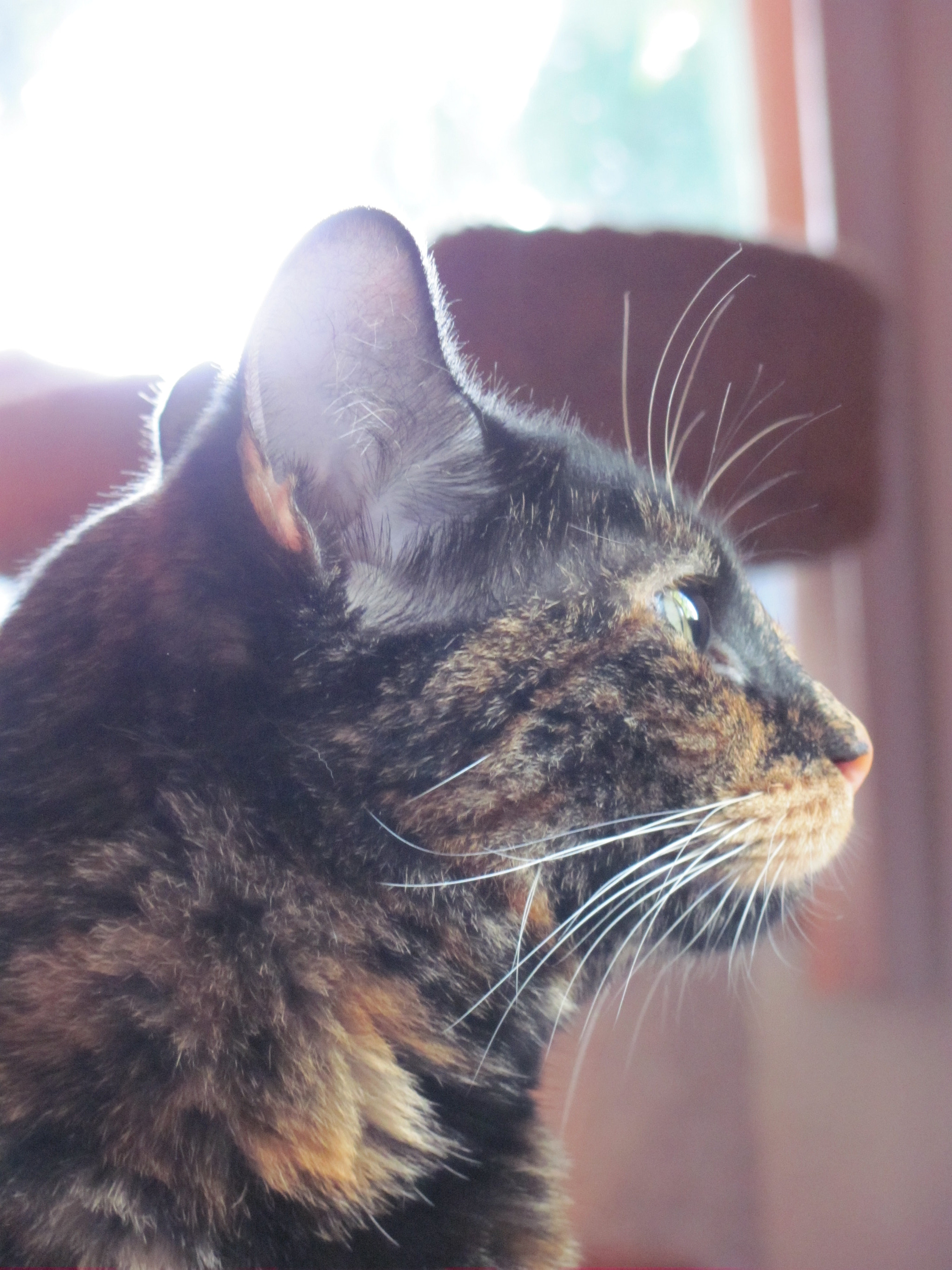 Canon PowerShot SX120 IS sample photo. Our new tortoise-shell girl photography