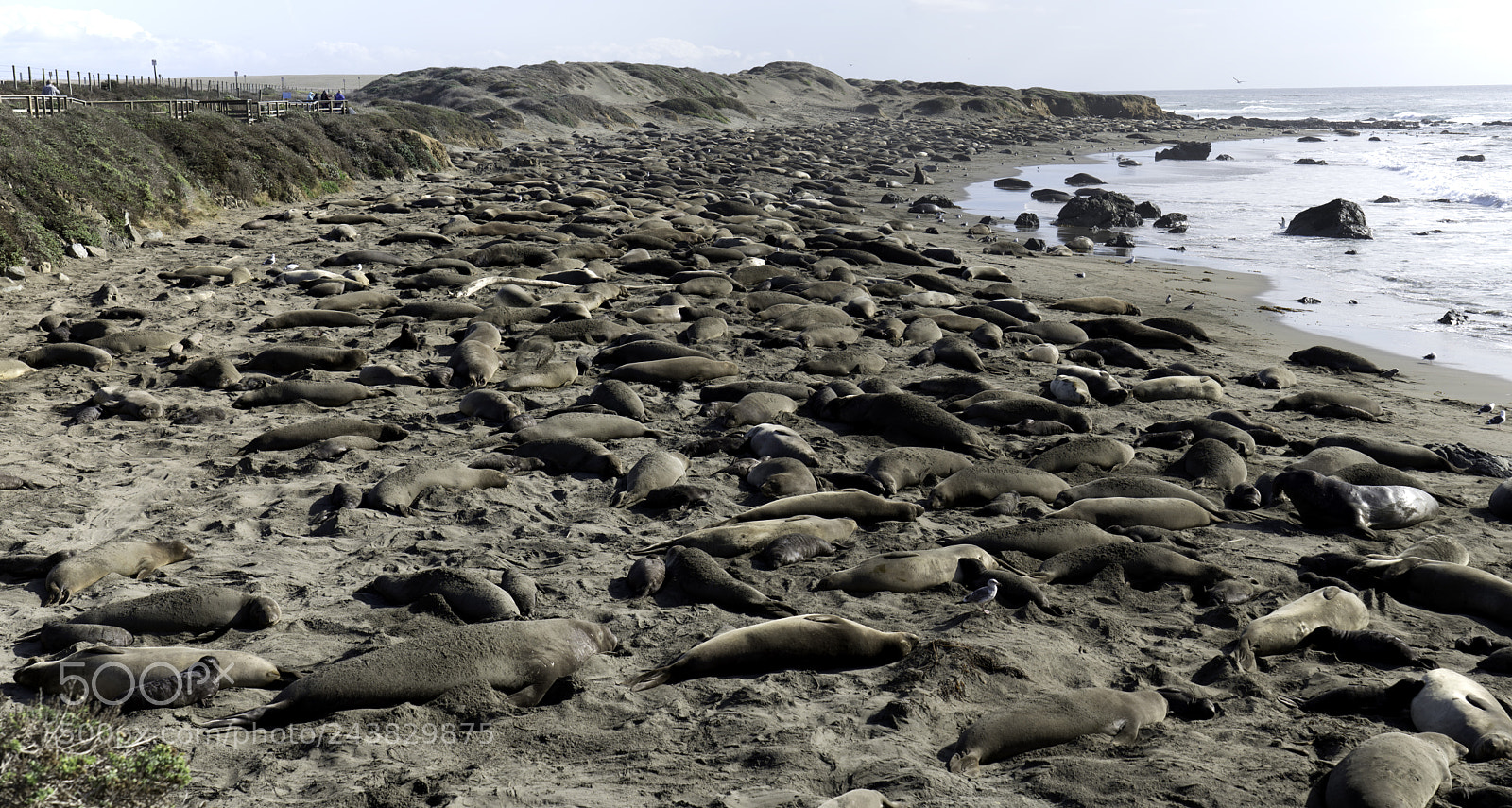 Sony a7R II sample photo. Elephant seal rookery ii photography