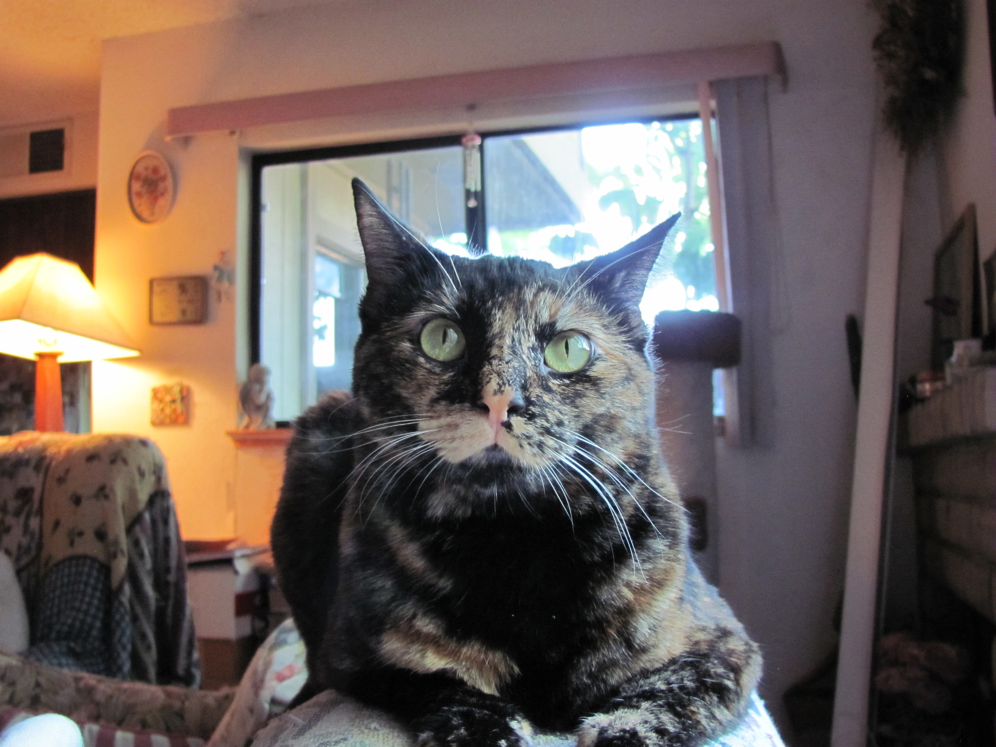 Canon PowerShot SX120 IS sample photo. Our new tortoise-shell girl photography