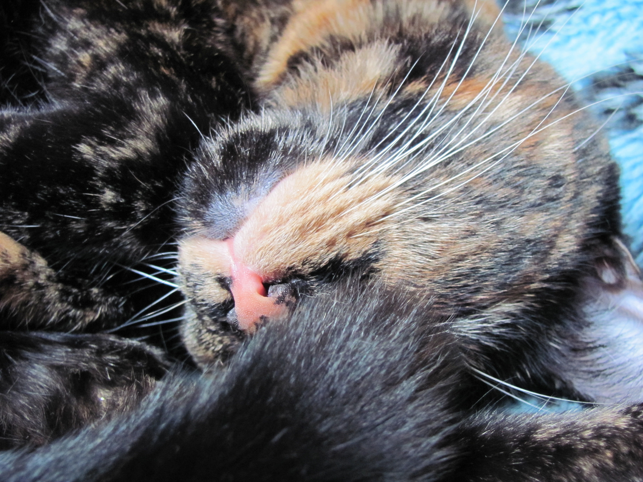 Canon PowerShot SX120 IS sample photo. Our new tortoise-shell girl photography