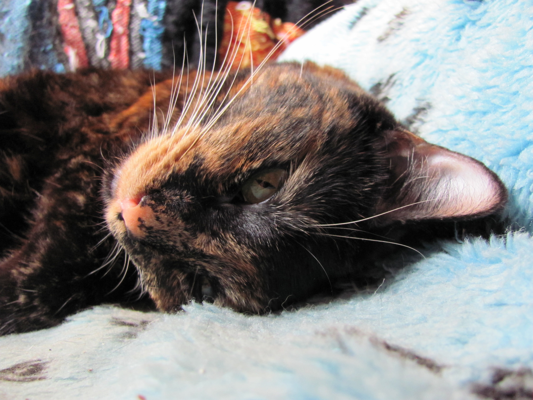 Canon PowerShot SX120 IS sample photo. Our new tortoise-shell girl photography