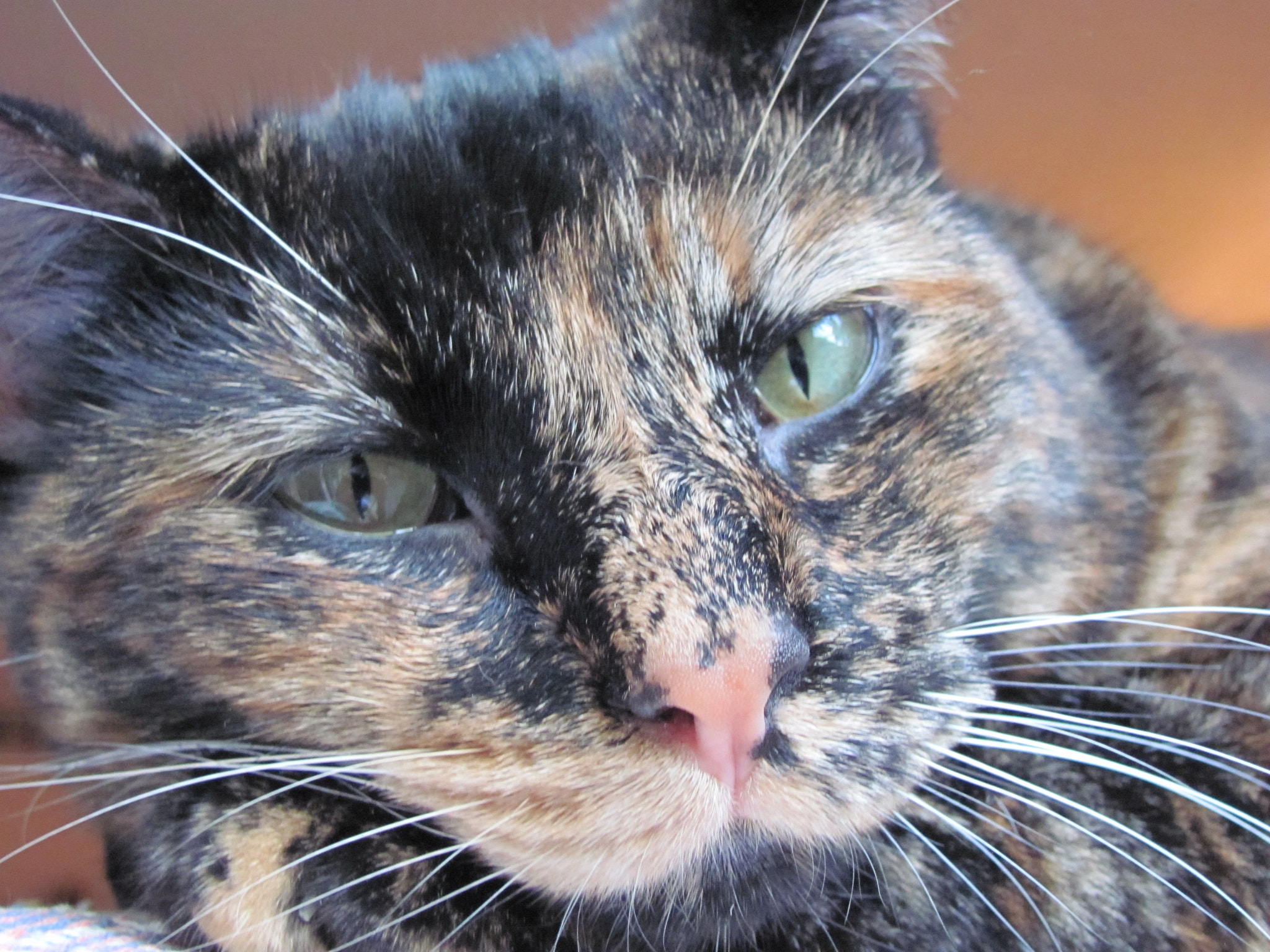 Canon PowerShot SX120 IS sample photo. Our new tortoise-shell girl photography