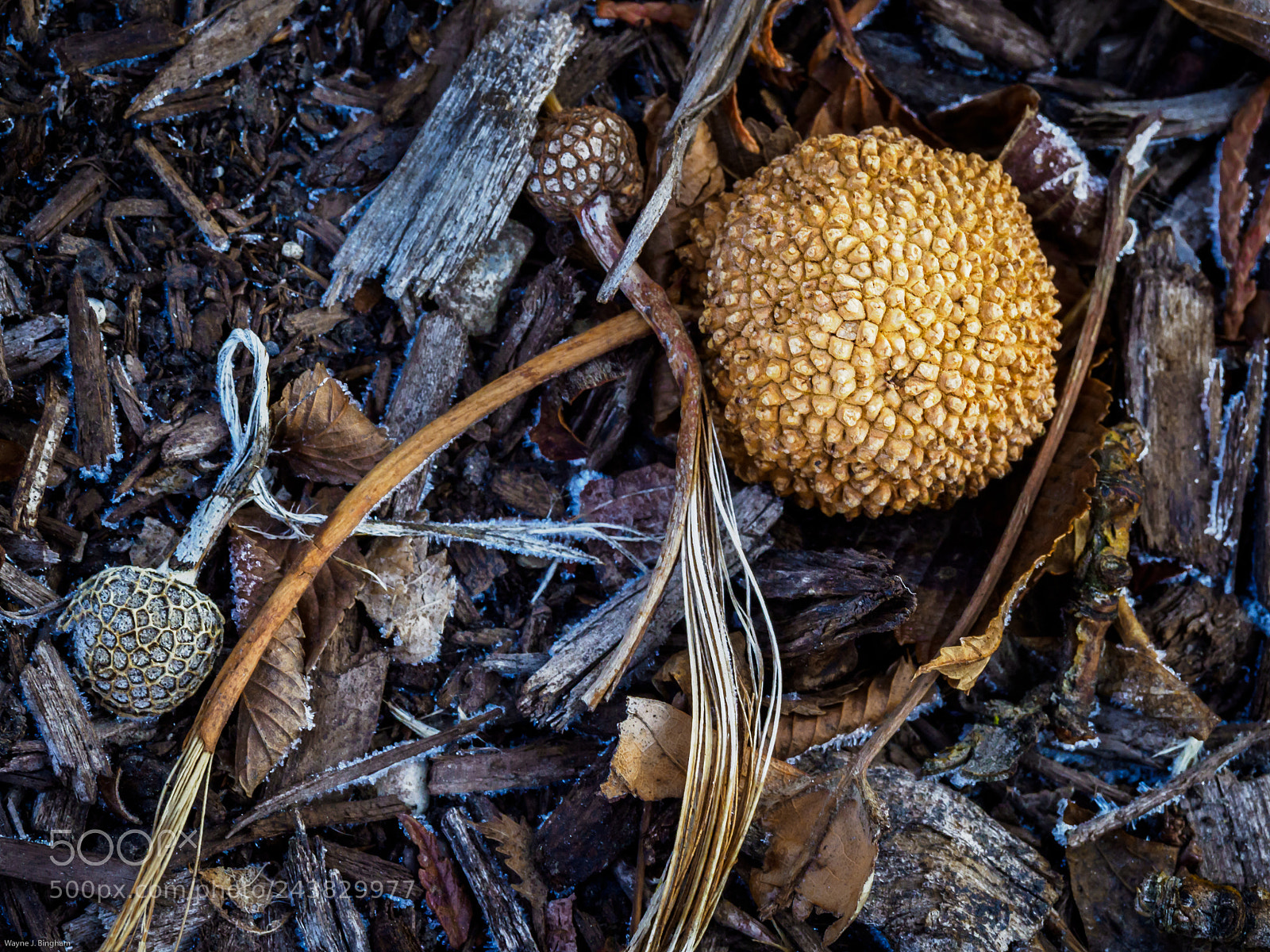 Olympus OM-D E-M1 Mark II sample photo. Sycamore seed pod photography