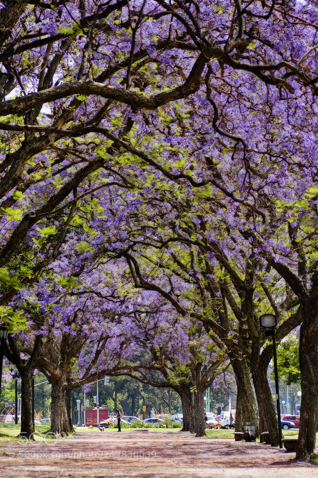 Nikon D40 sample photo. Jacaranda photography