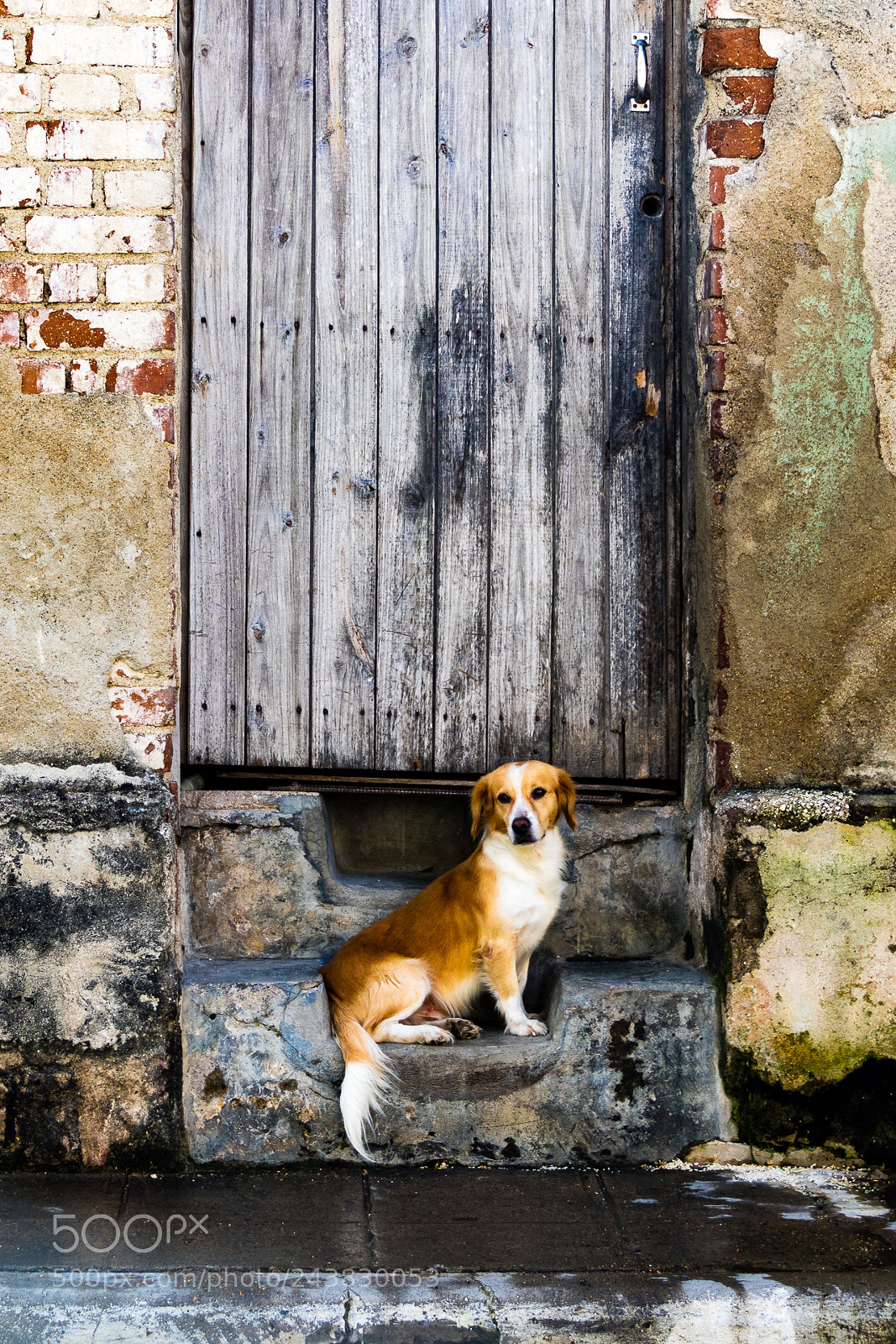 Canon EOS M3 sample photo. Dog and a door photography