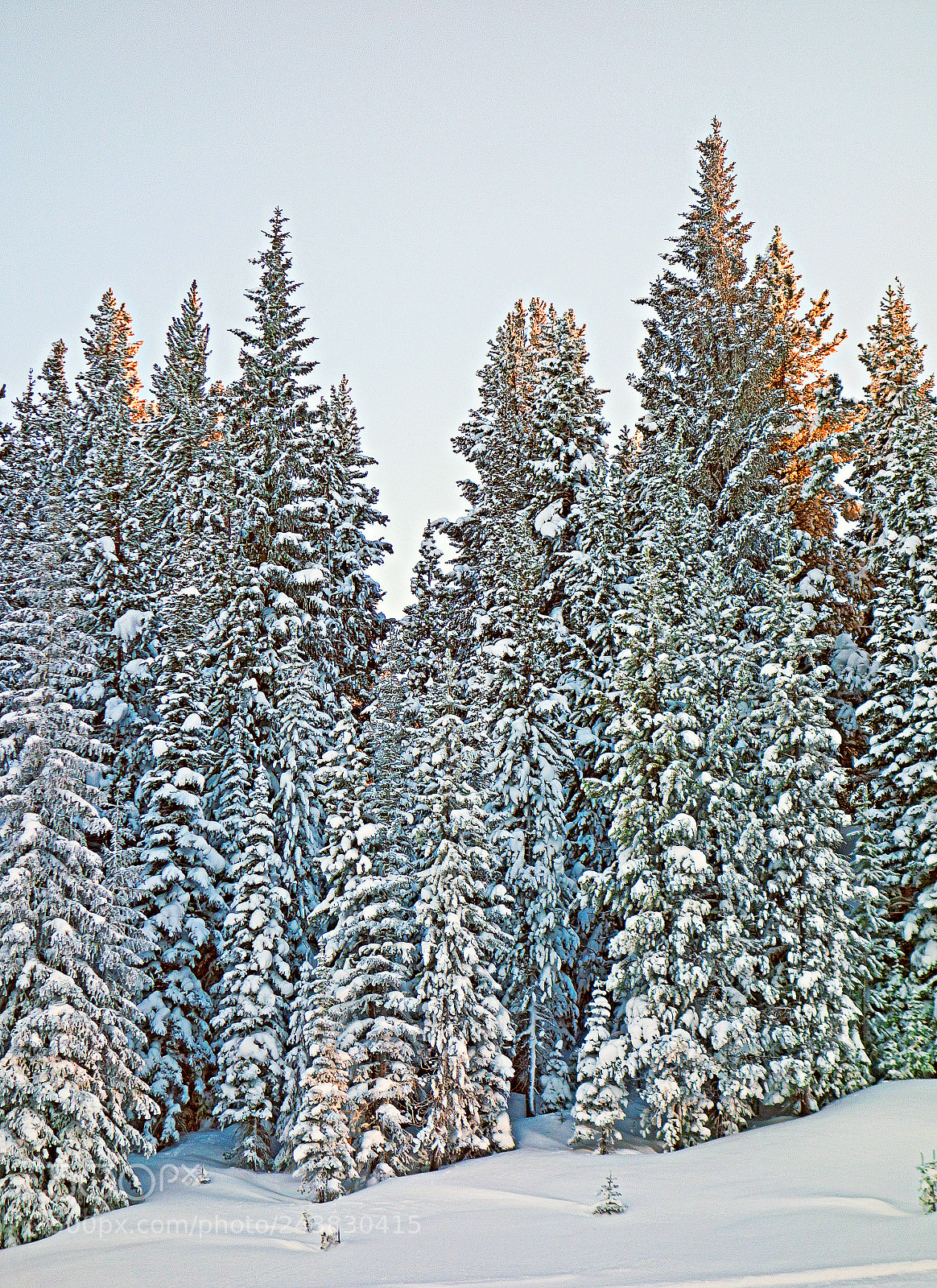 Sony Cyber-shot DSC-RX100 sample photo. Vail mountain forest study 3 photography