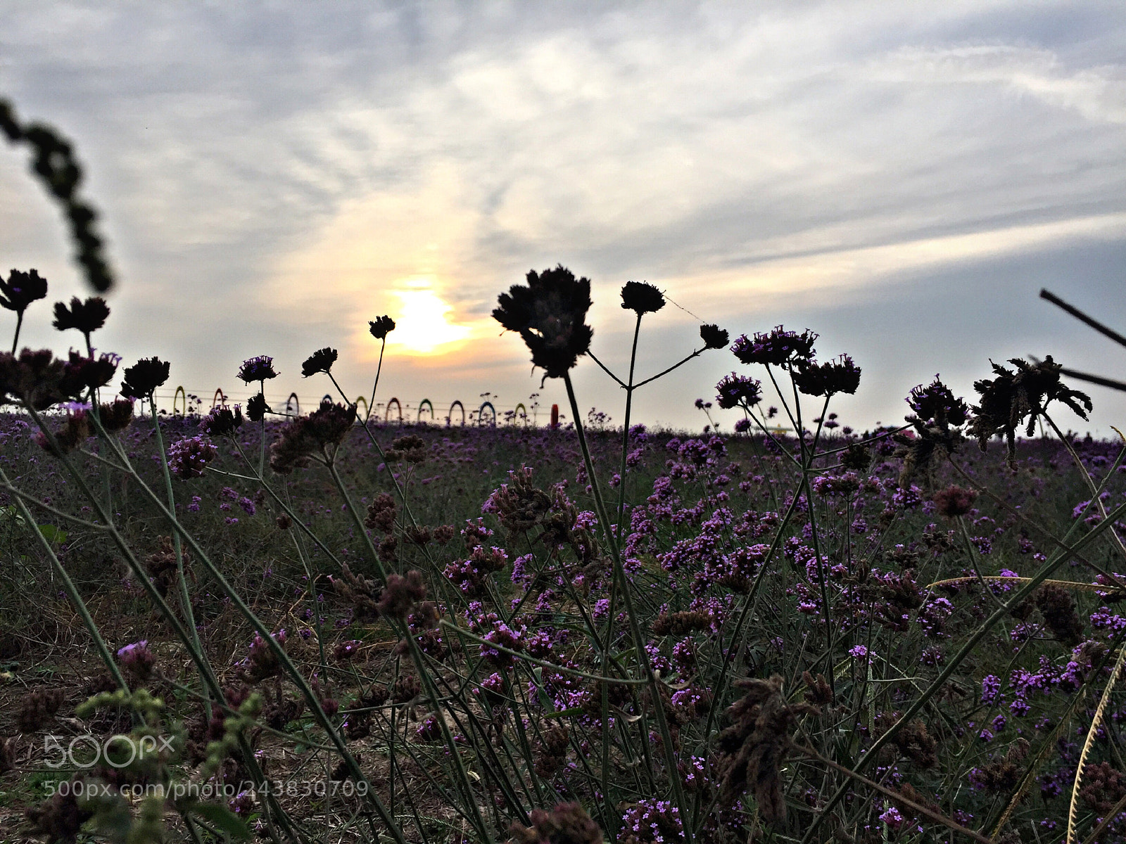 Apple iPhone 6 sample photo. Zhang bei grassland photography