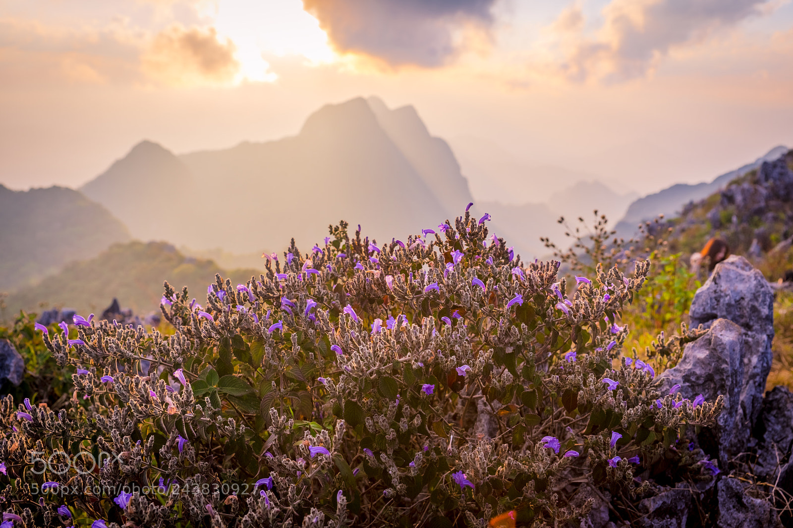 Sony a7 II sample photo. Flowers on the plateau photography