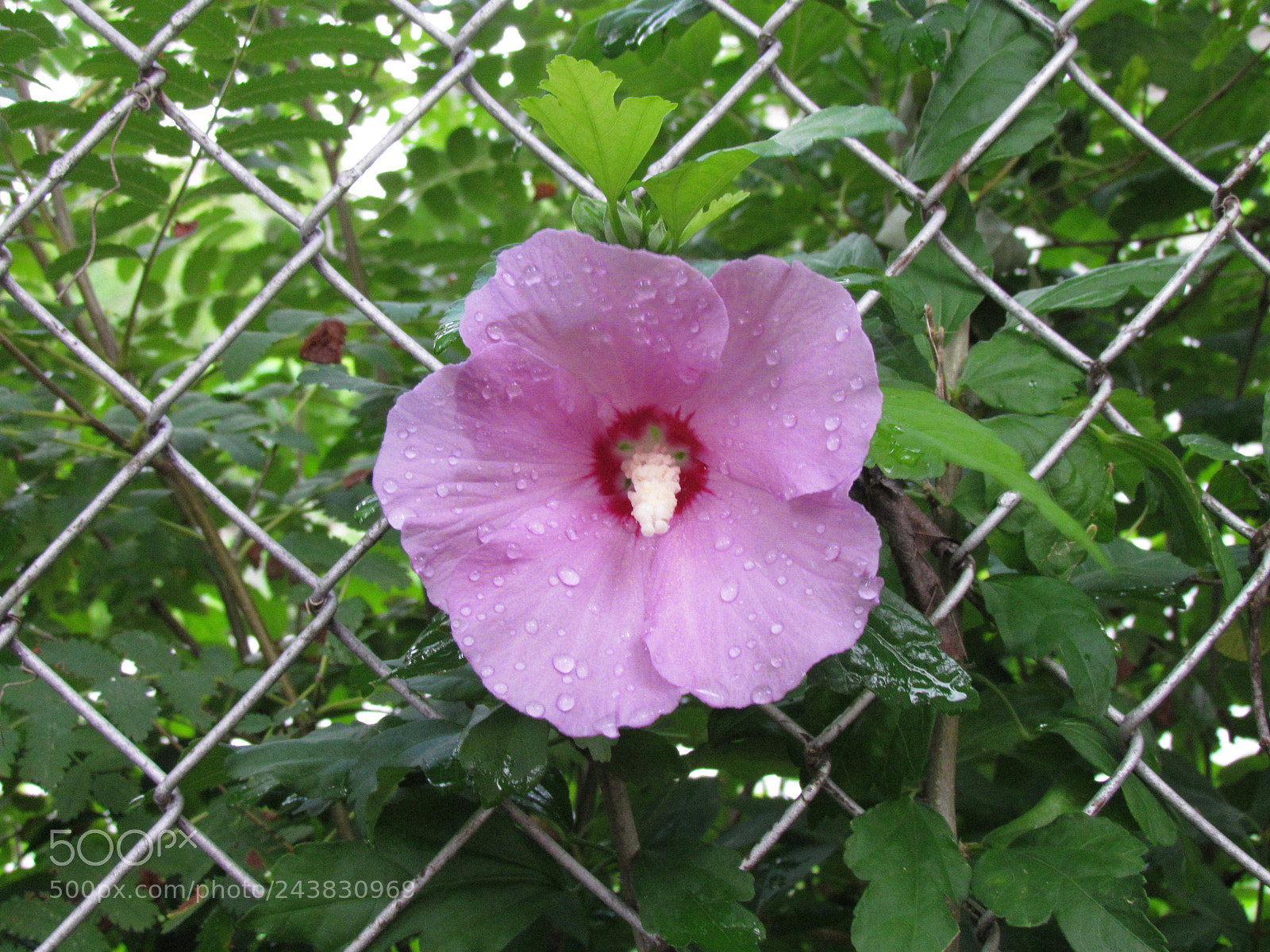 Canon PowerShot SX30 IS sample photo. () photography