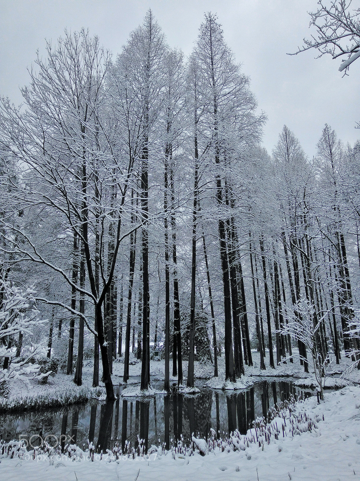 HUAWEI nova sample photo. Tree after snow photography