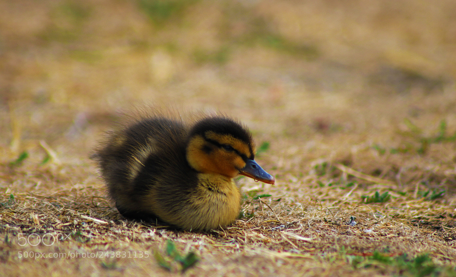 Canon EOS 760D (EOS Rebel T6s / EOS 8000D) sample photo. Untitled photography