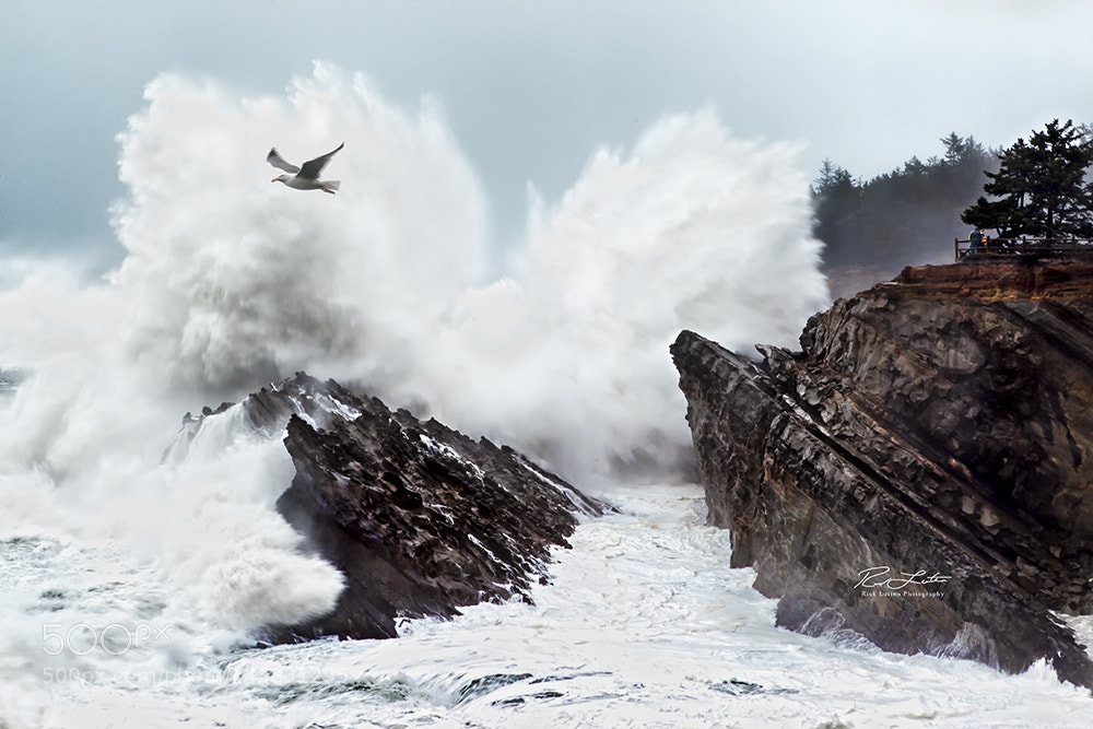 Canon EOS-1D Mark IV sample photo. Shore acres wave seagul photography