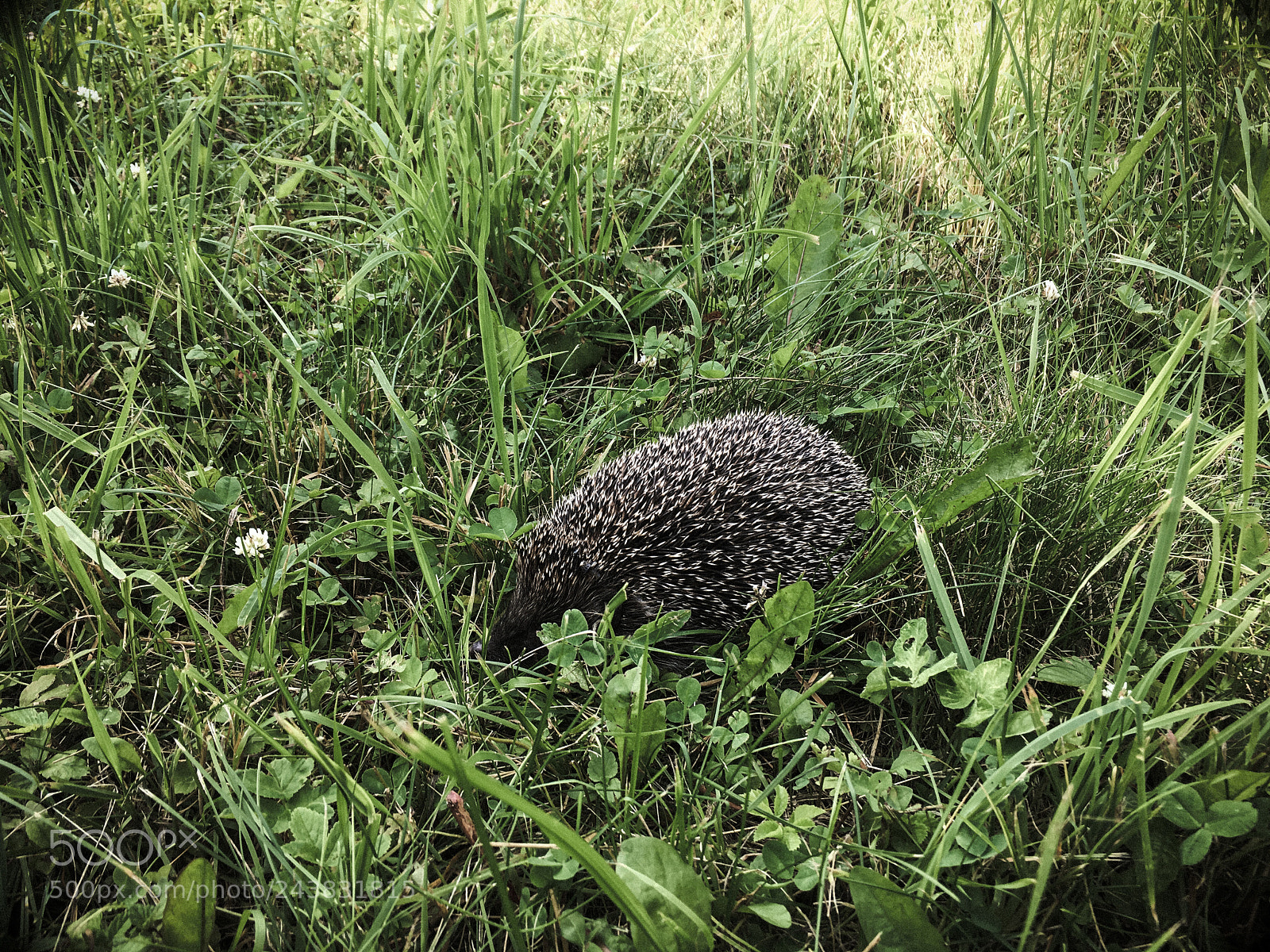 Apple iPhone SE sample photo. Hedgehog on the lawn photography