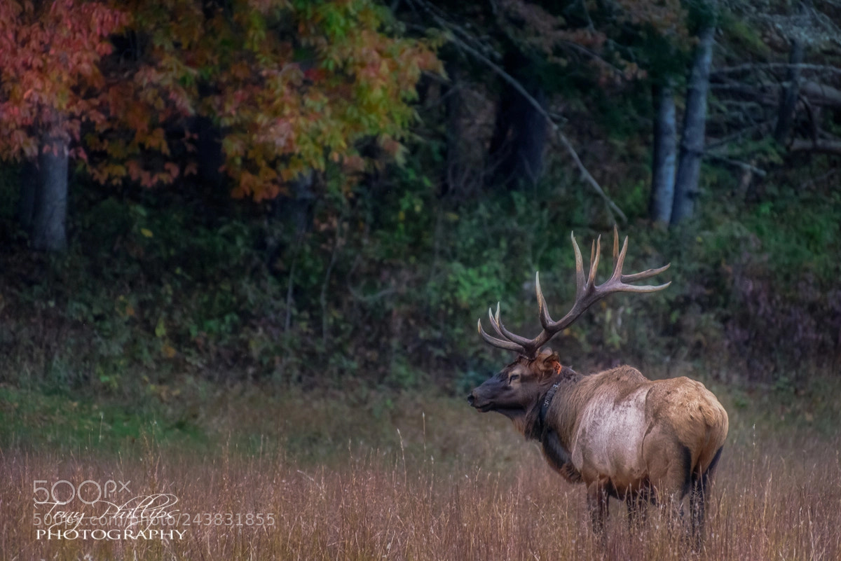 Nikon D810 sample photo. Autumn bull elk photography