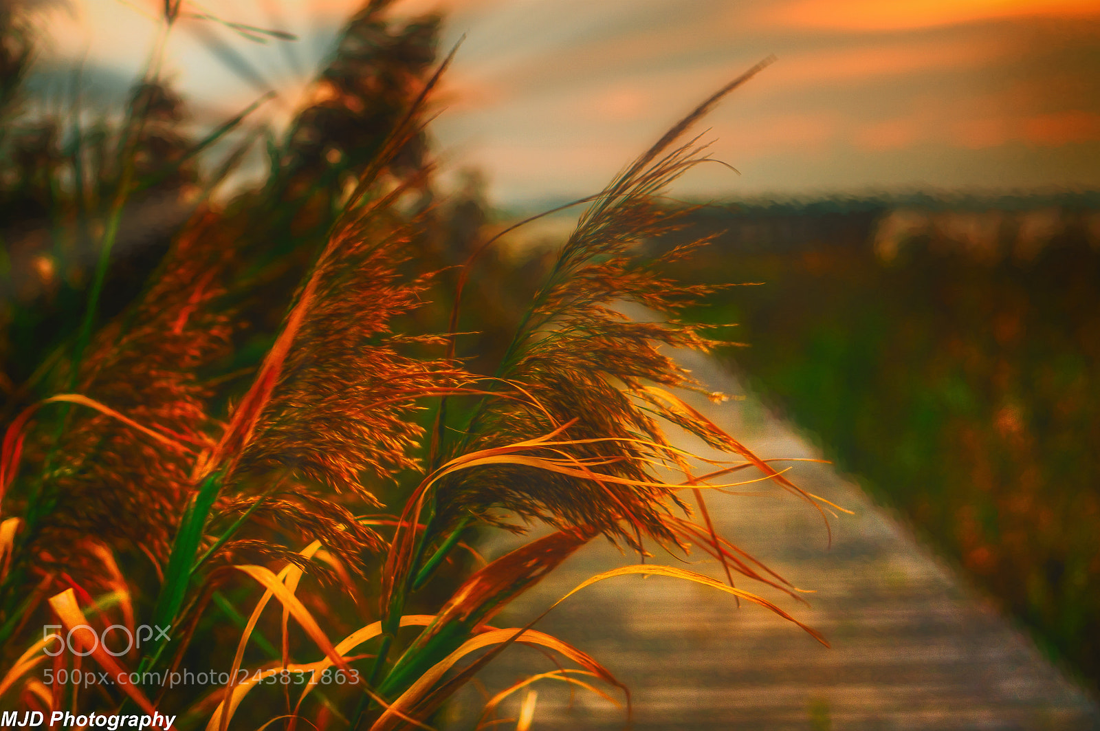 Sony Alpha NEX-6 sample photo. Soundside scene (of ) photography