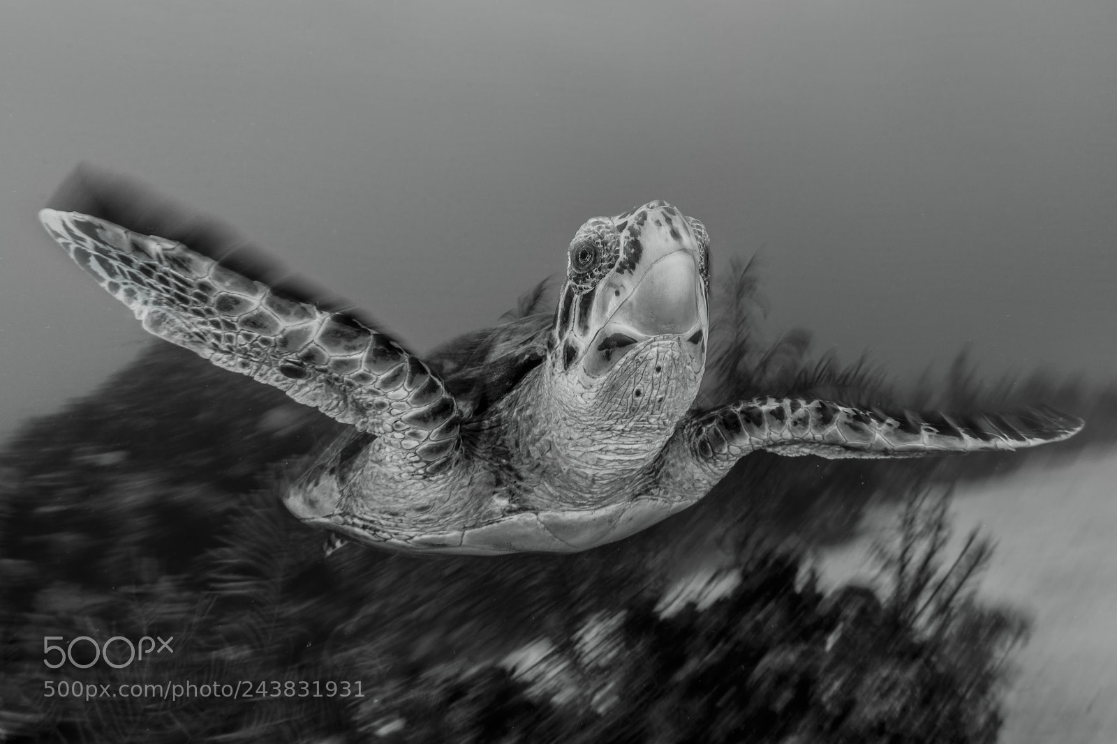 Nikon D800 sample photo. Turtle photography