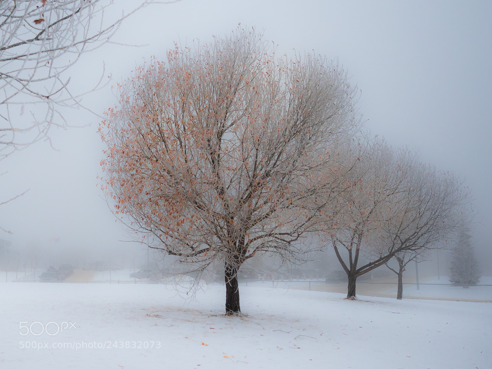 Olympus OM-D E-M1 Mark II sample photo. Rare fog photography