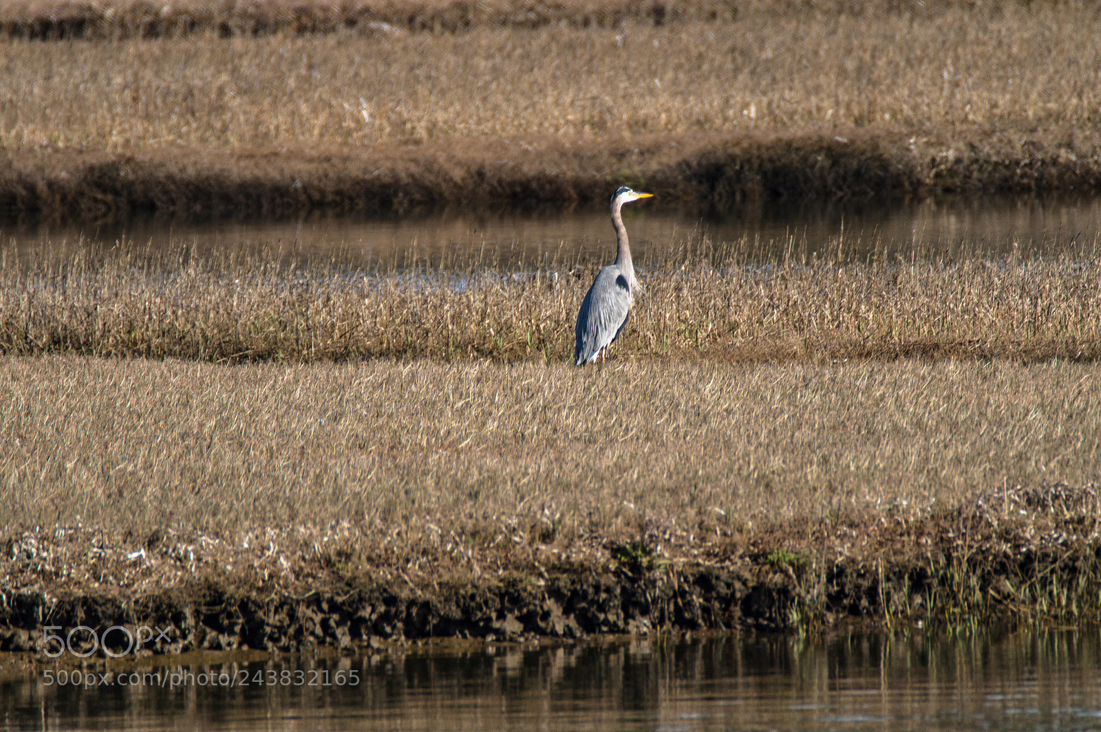 Sony SLT-A58 sample photo. Great blue heron photography