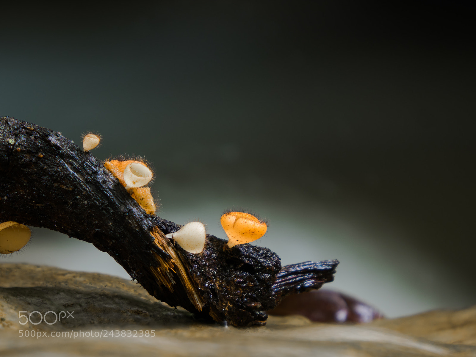 Olympus OM-D E-M1 sample photo. Champagne mushrooms in waterfall photography
