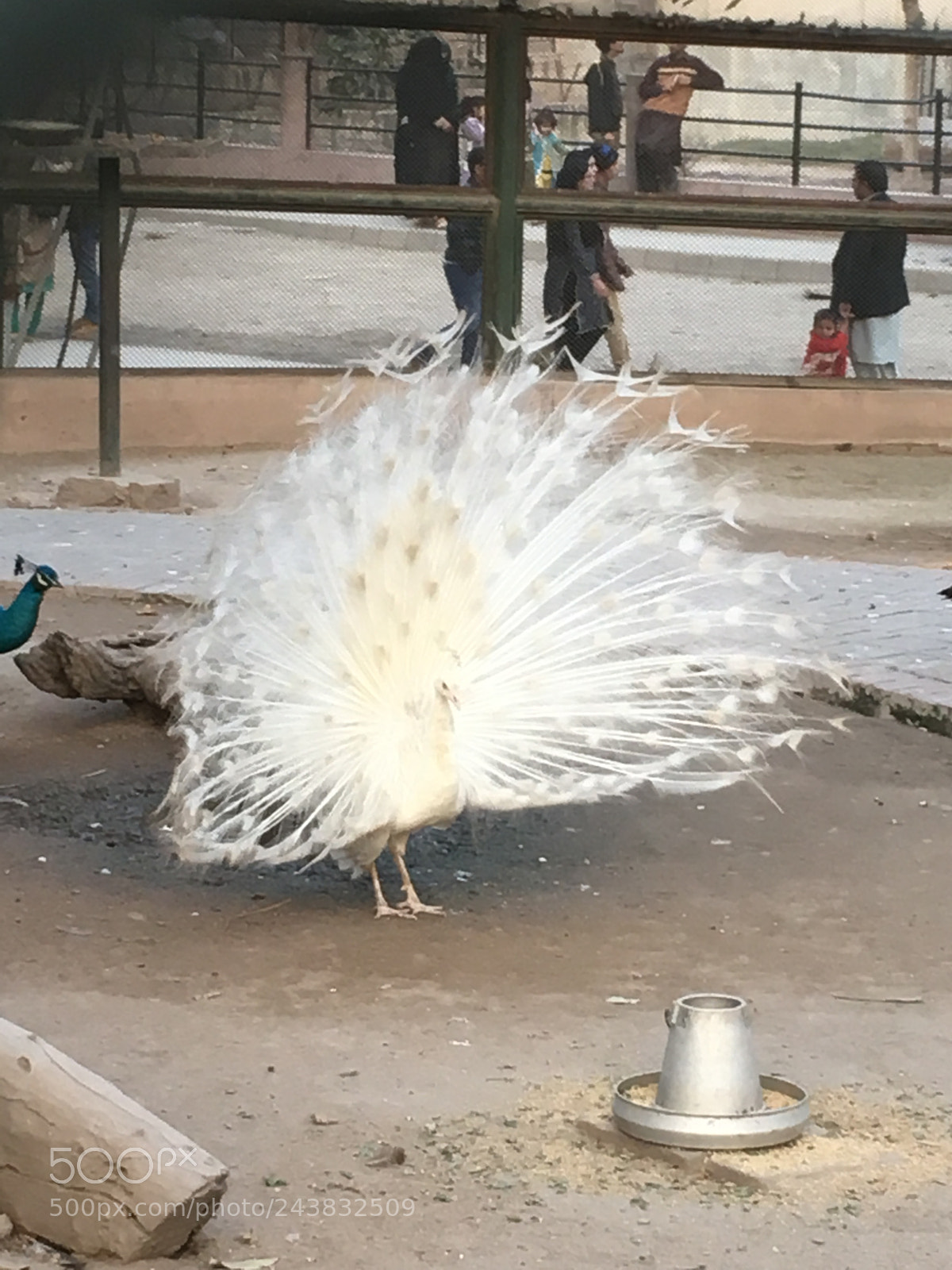 Apple iPhone 6s sample photo. Lahore zoo photography