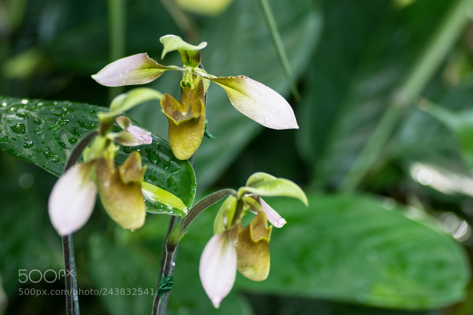 Nikon D7200 sample photo. Orchids photography
