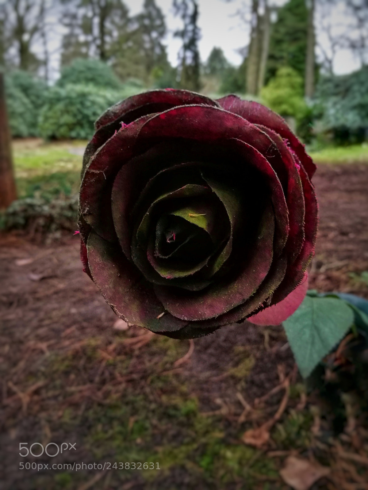 HUAWEI Honor 8 sample photo. Black rose photography
