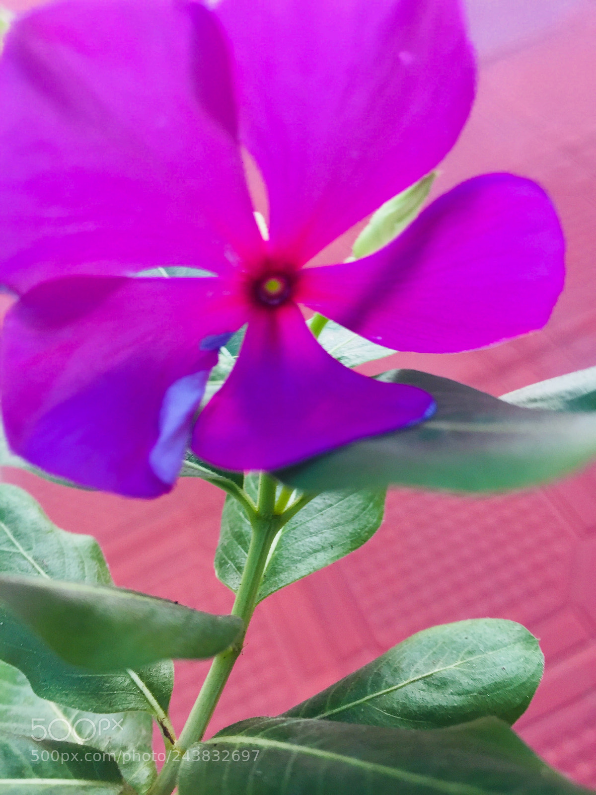 Apple iPhone 6 sample photo. Flor de jardin photography