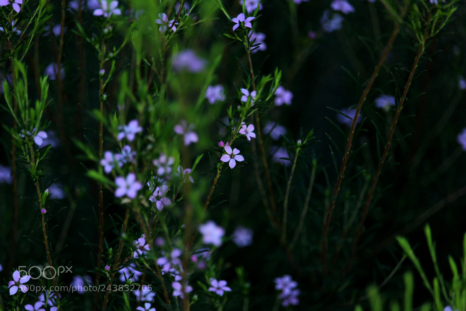 Canon EOS 1200D (EOS Rebel T5 / EOS Kiss X70 / EOS Hi) sample photo. Purple photography
