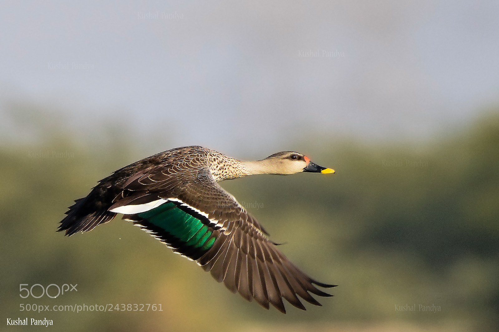 Nikon D3200 sample photo. Spot-billed duck photography