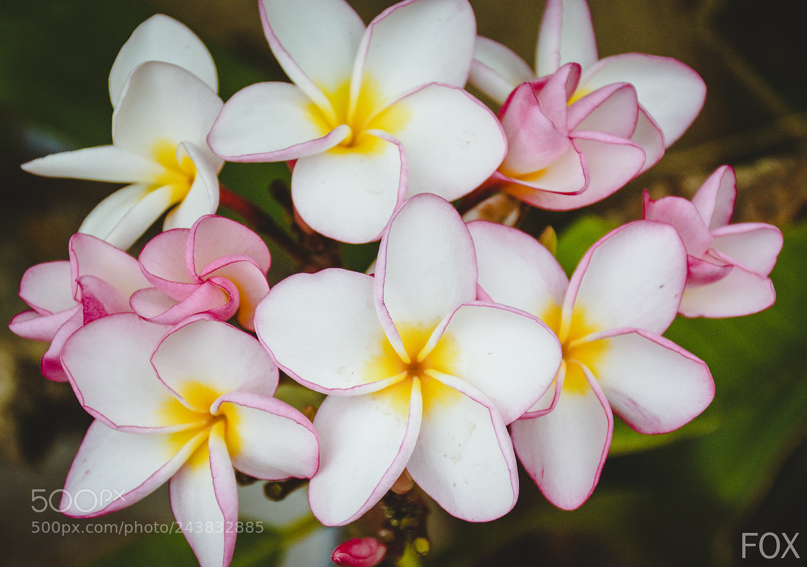 Nikon D5500 sample photo. ផ្កាចំបីុ, champey flower. photography