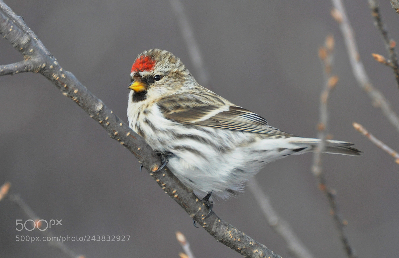 Nikon D90 sample photo. Redpoll photography