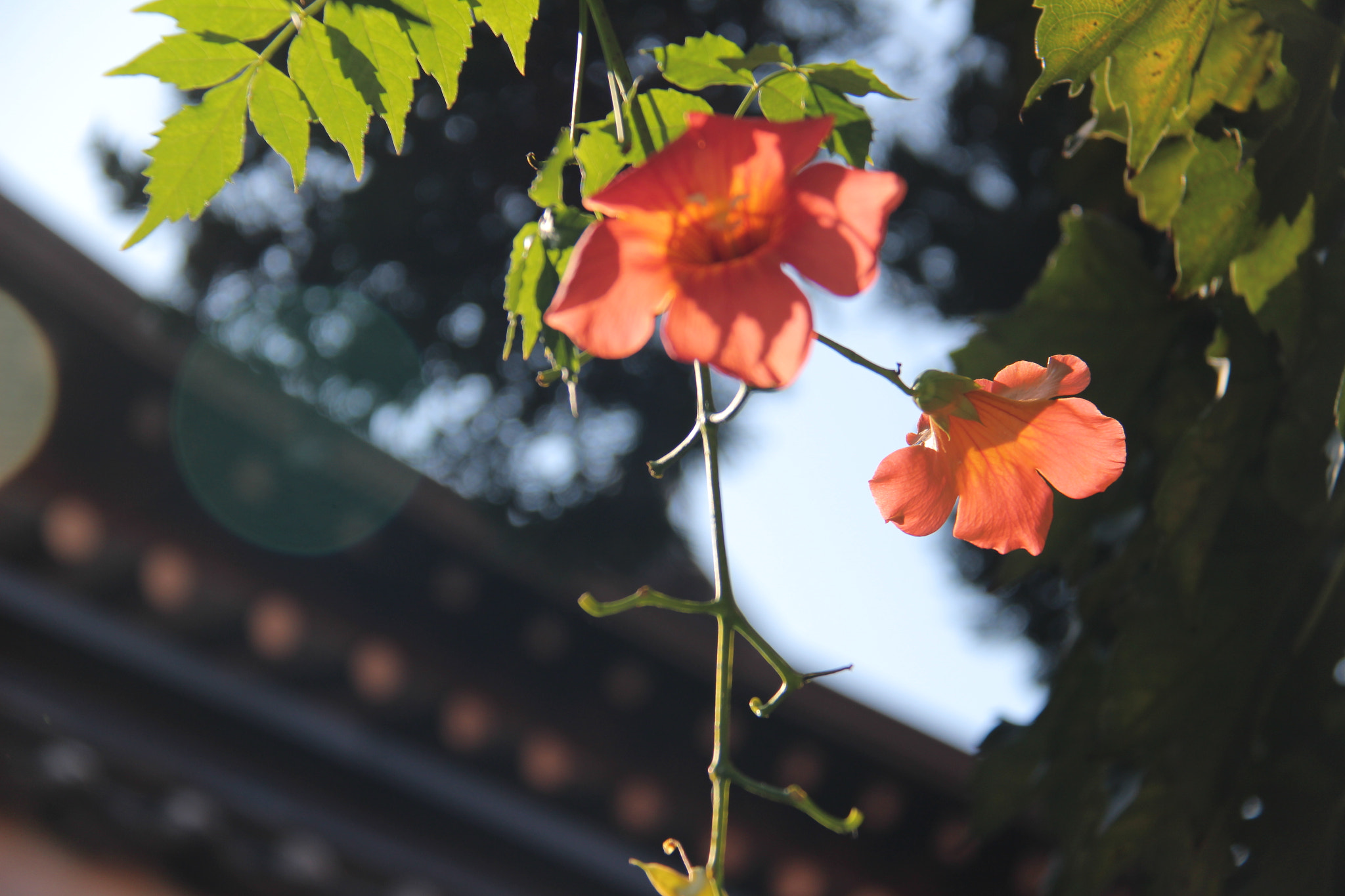 Canon EF-S 18-200mm F3.5-5.6 IS sample photo. Img photography