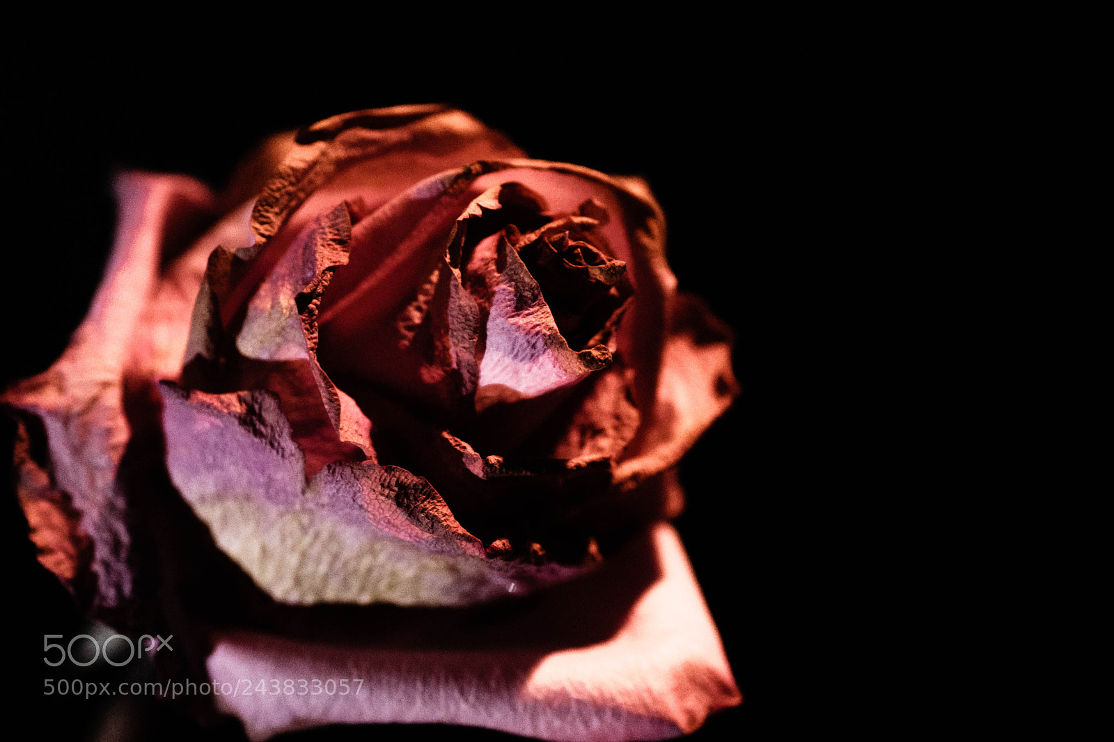 Fujifilm X-T2 sample photo. Fading rose photography