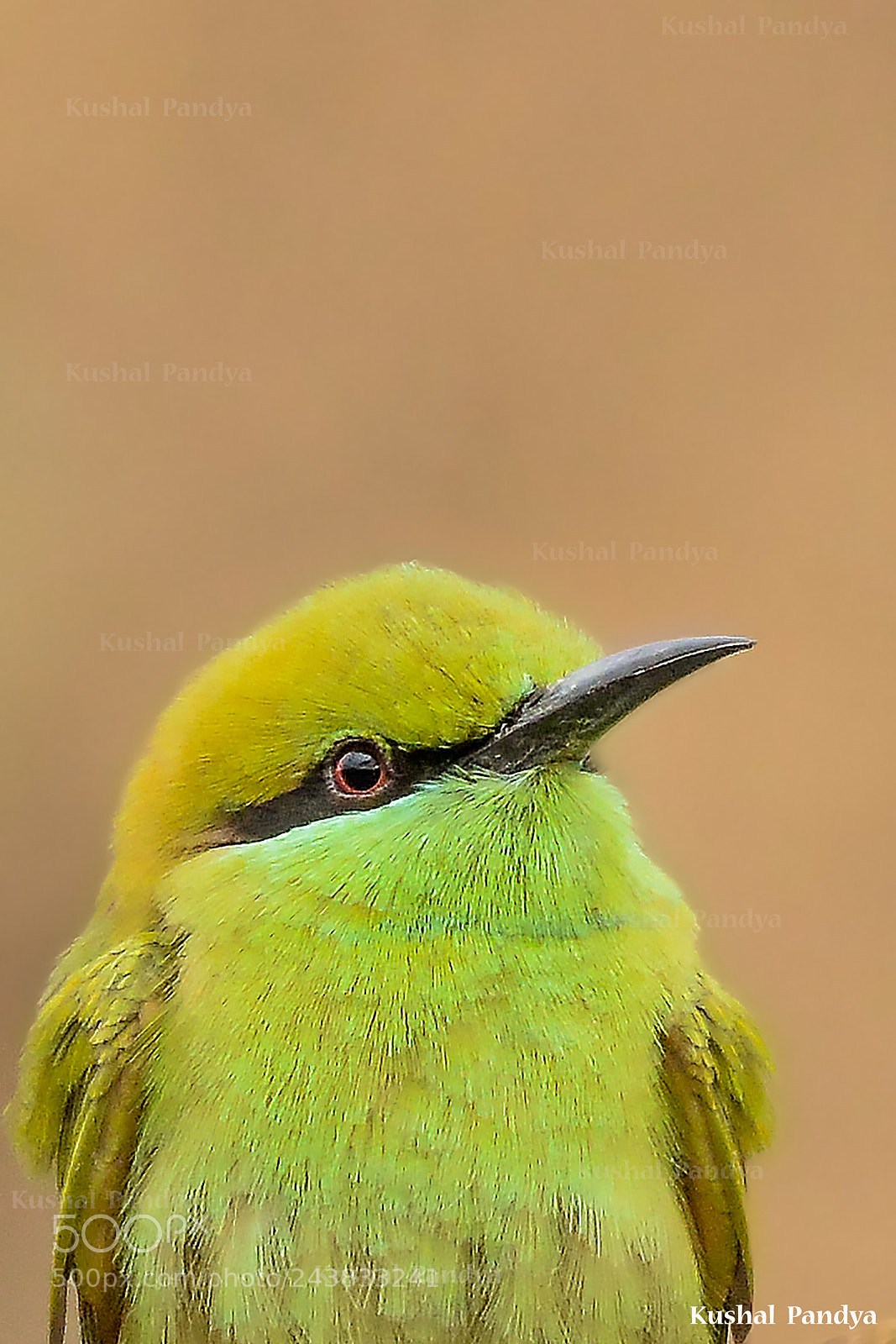Nikon D3200 sample photo. Green bee-eater photography