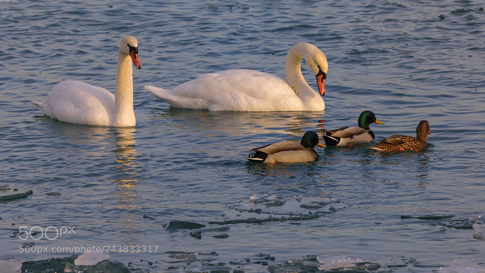 Nikon D7200 sample photo. Surprise encounter photography