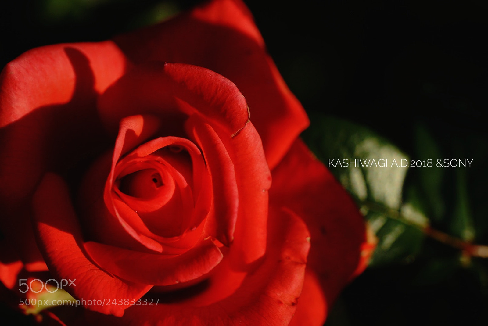 Sony a7 II sample photo. Movie star / germany 1995 photography